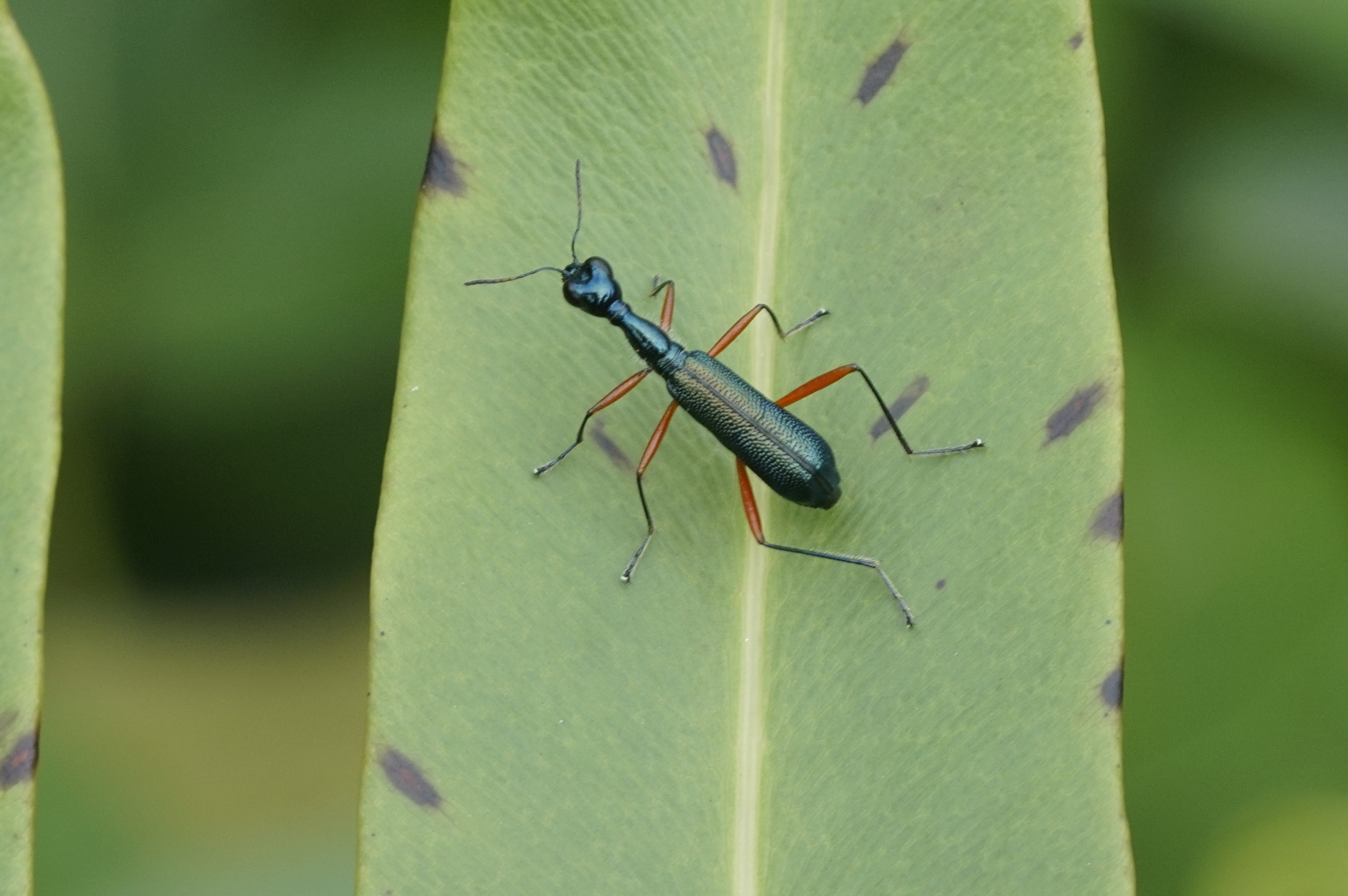 Neocollyris fuscitarsis 7571
