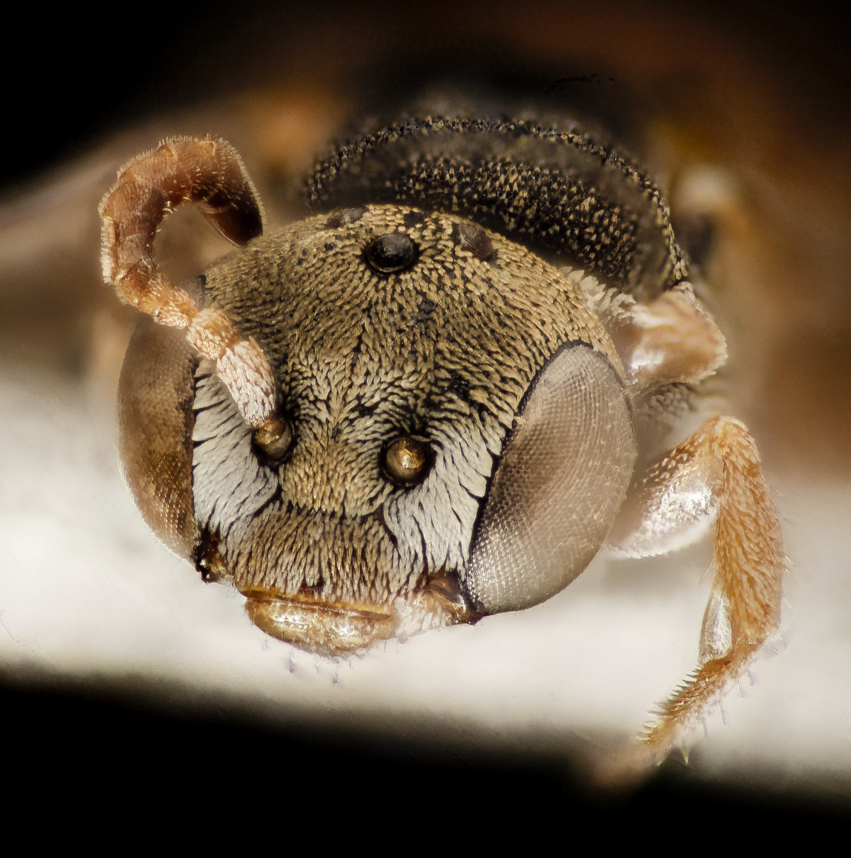 Neolarra vigilans 2015-04-20-12.40.20 ZS PMax
