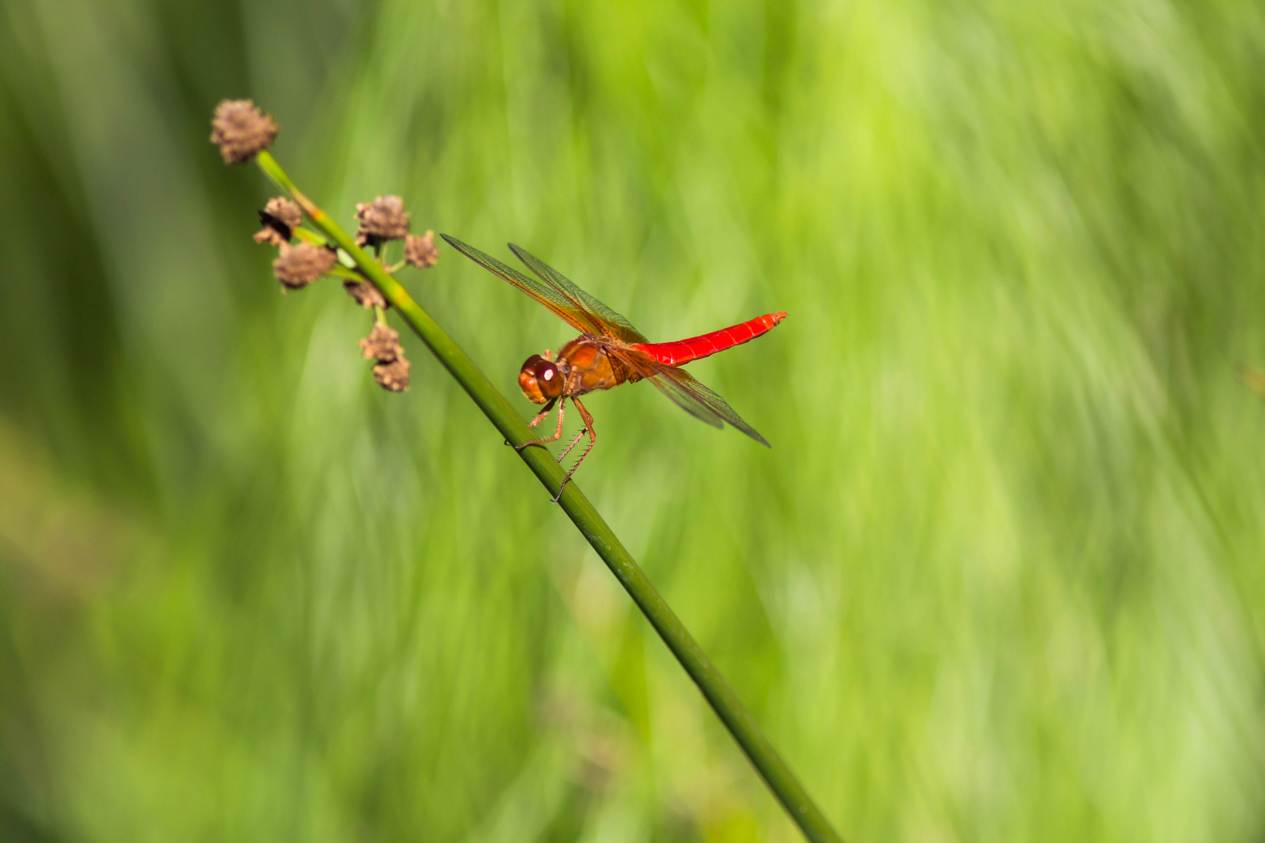 Neon Skimmer (22942951453)