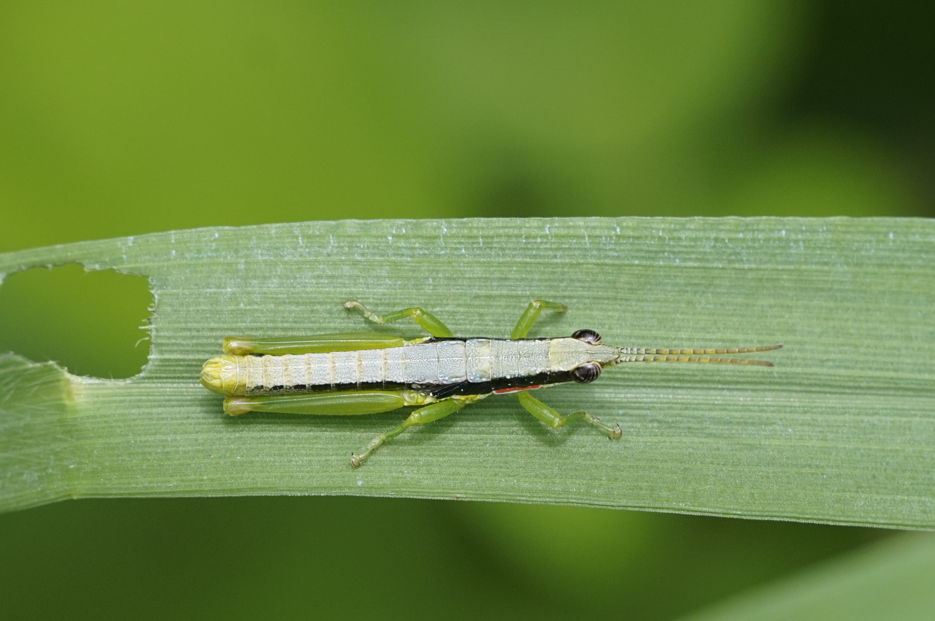 Neorthacris Sp 7462