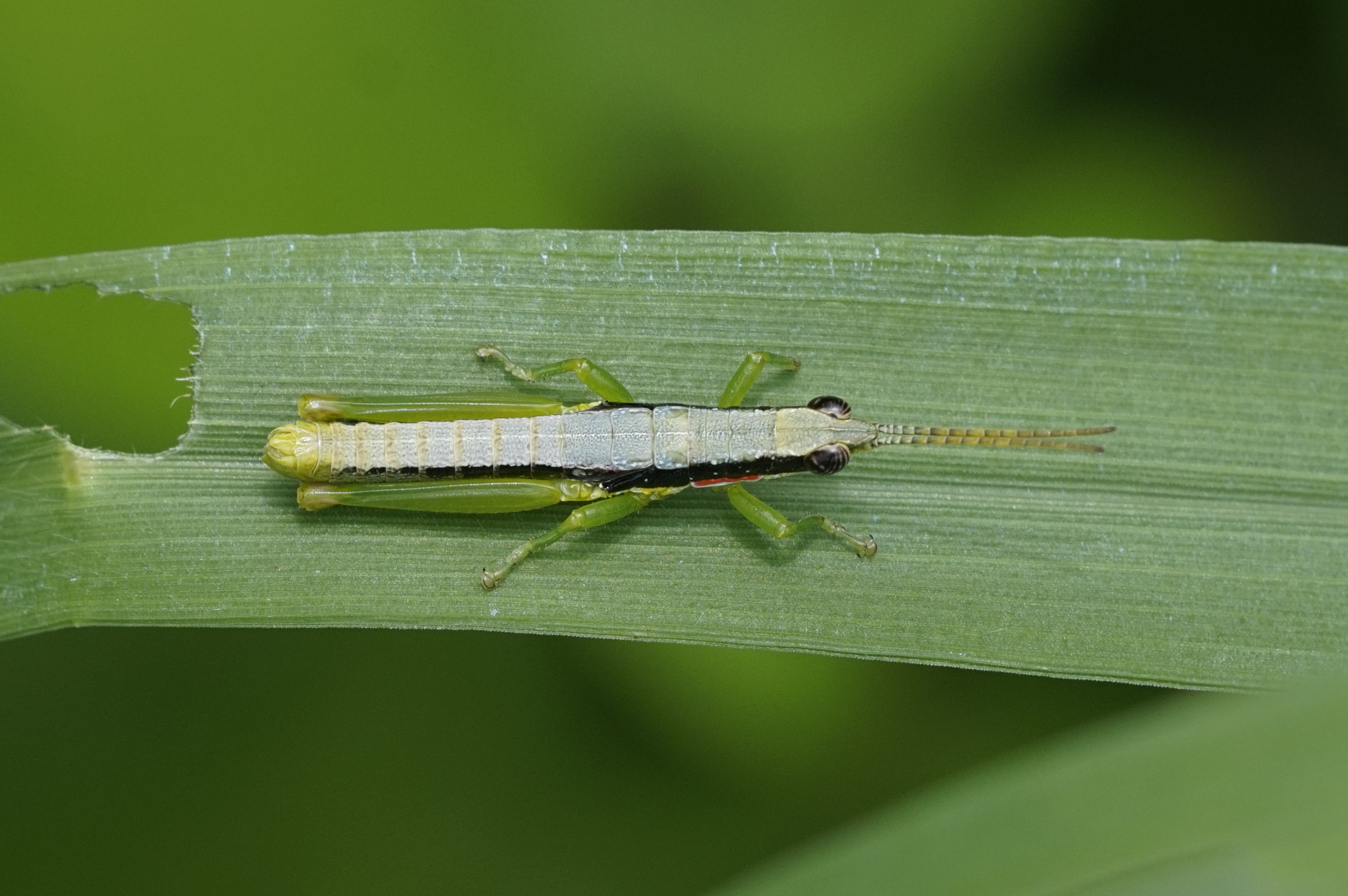 Neorthacris Sp 7468
