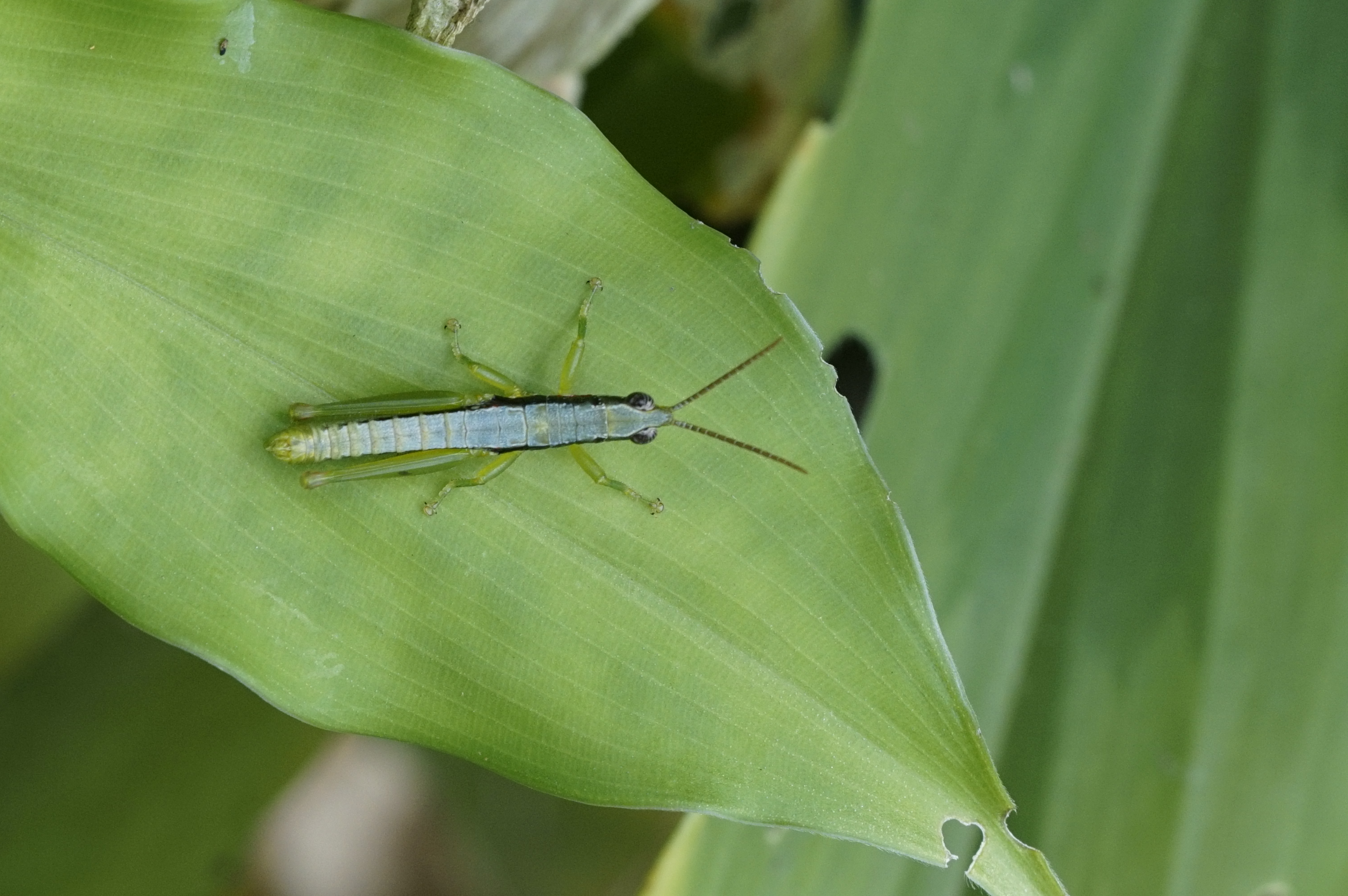 Neorthacris Sp 7596