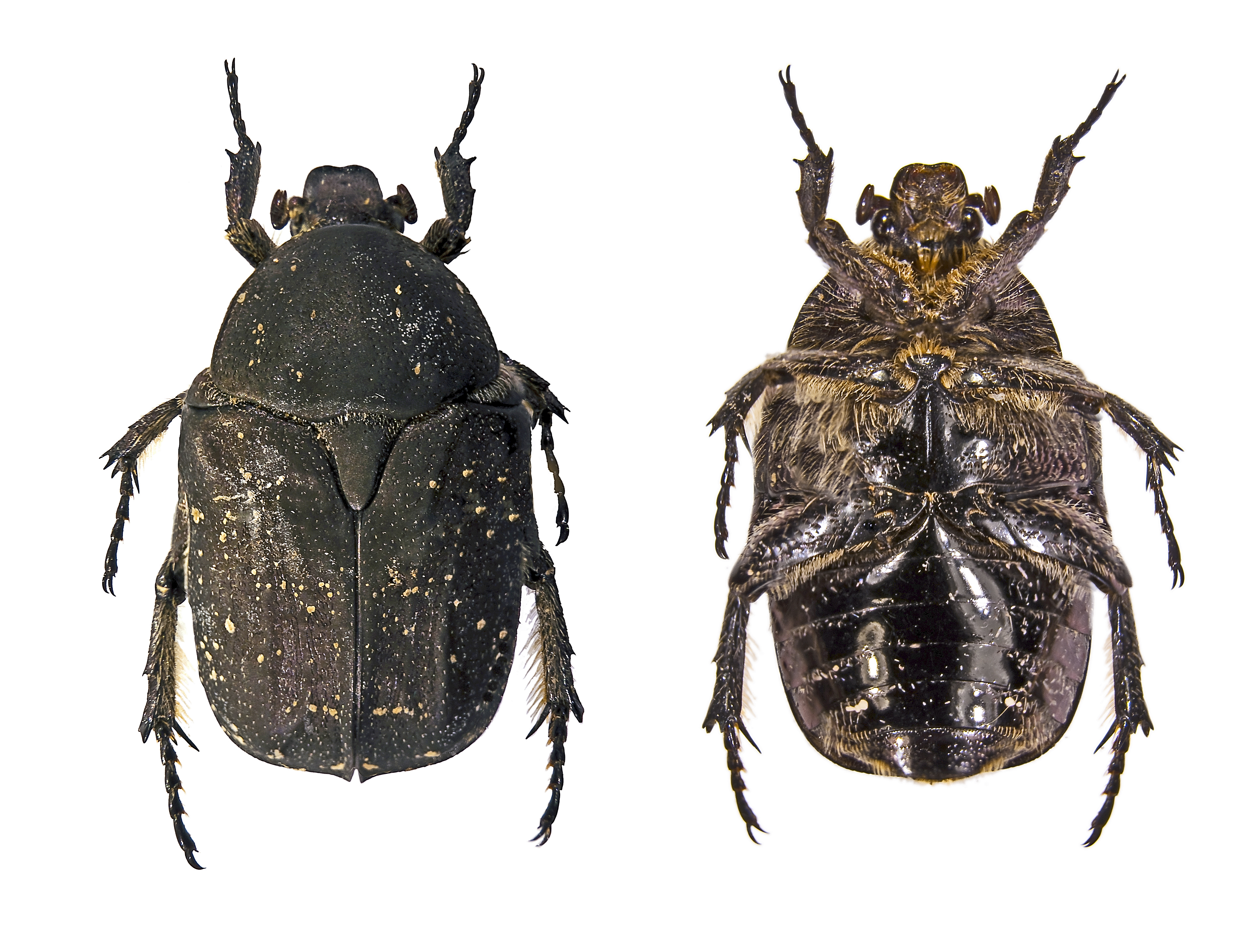 Neotocia morio Bilat
