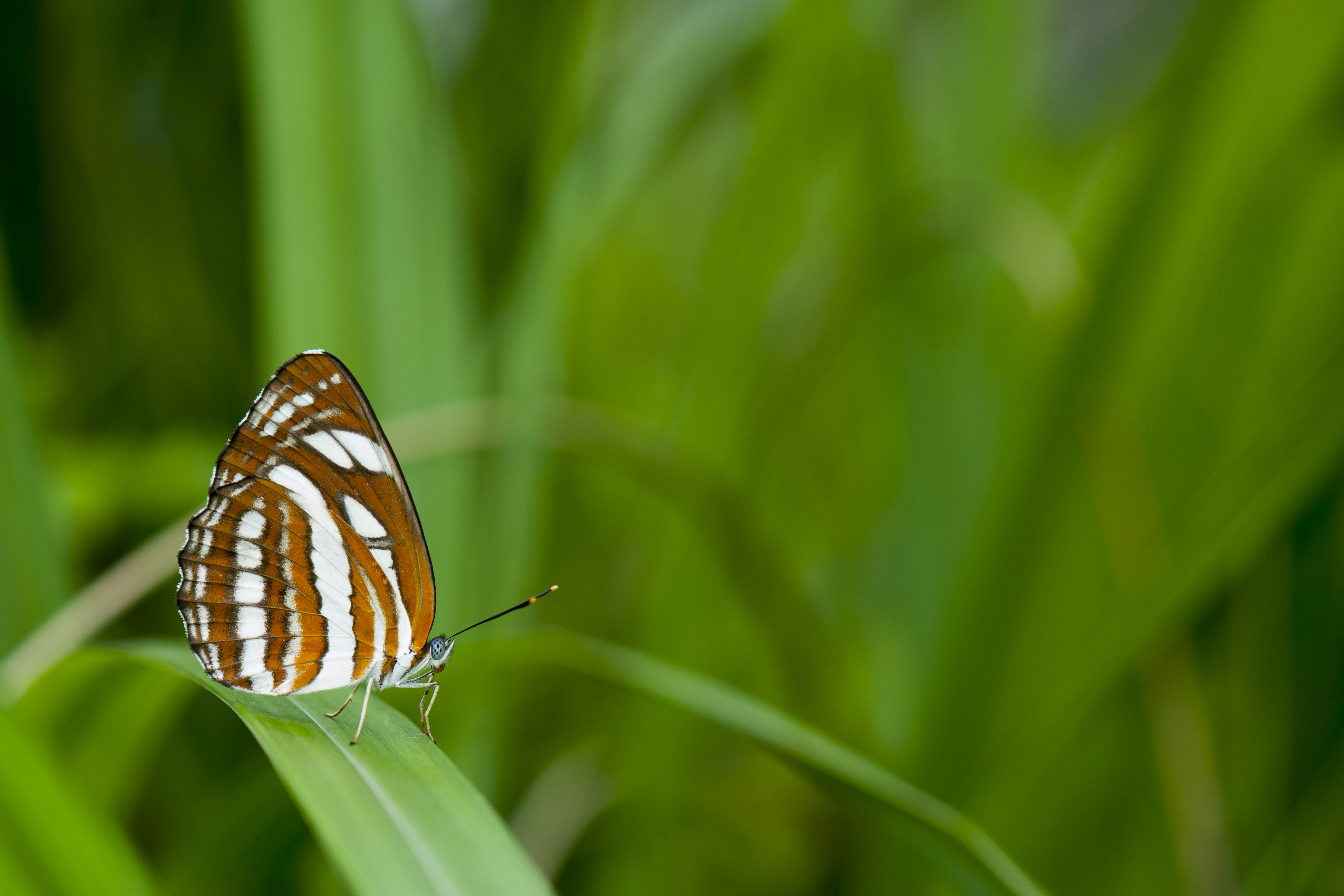 Neptis hylas luculenta (28274566246)