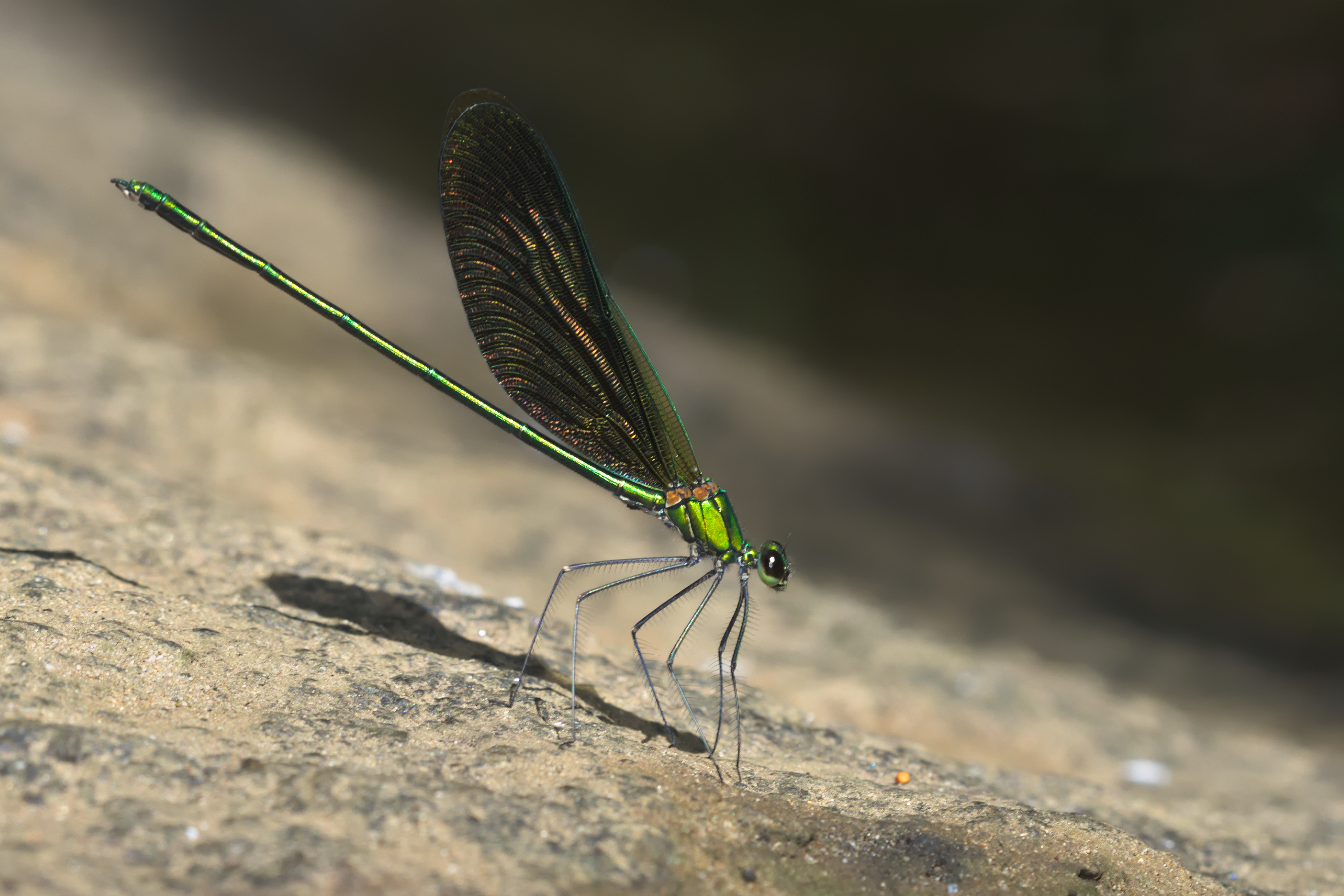 Neurobasis chinensis-Thattekad-2015-09-13-001