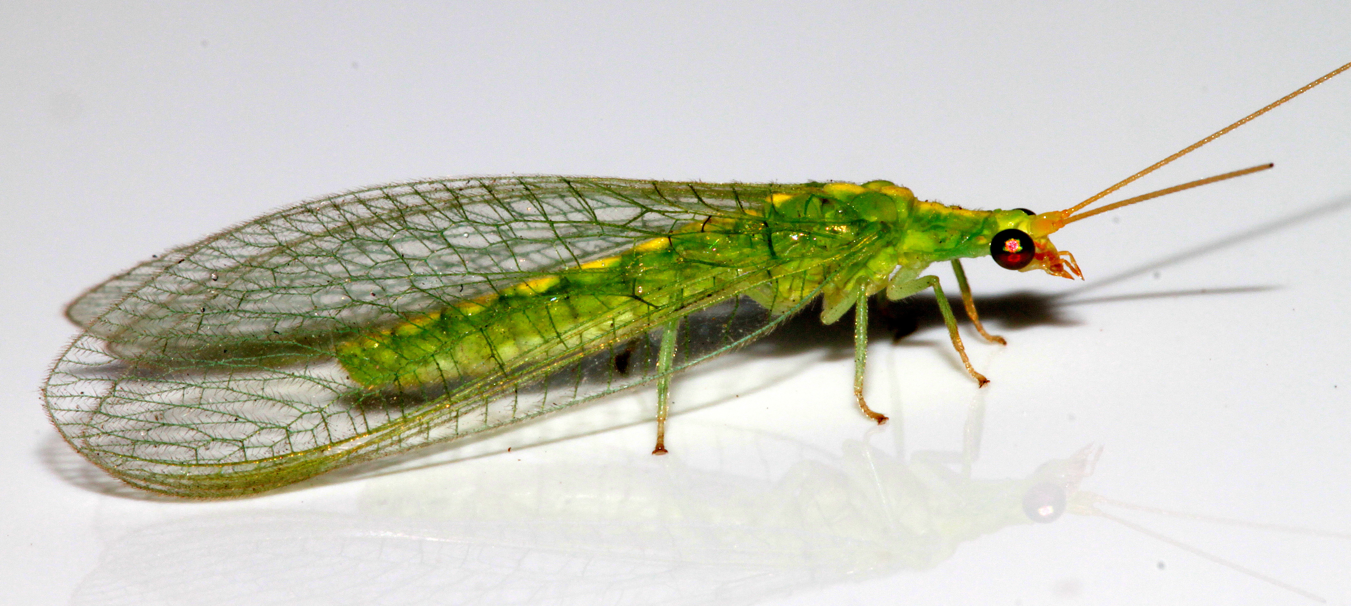 Neuroptera