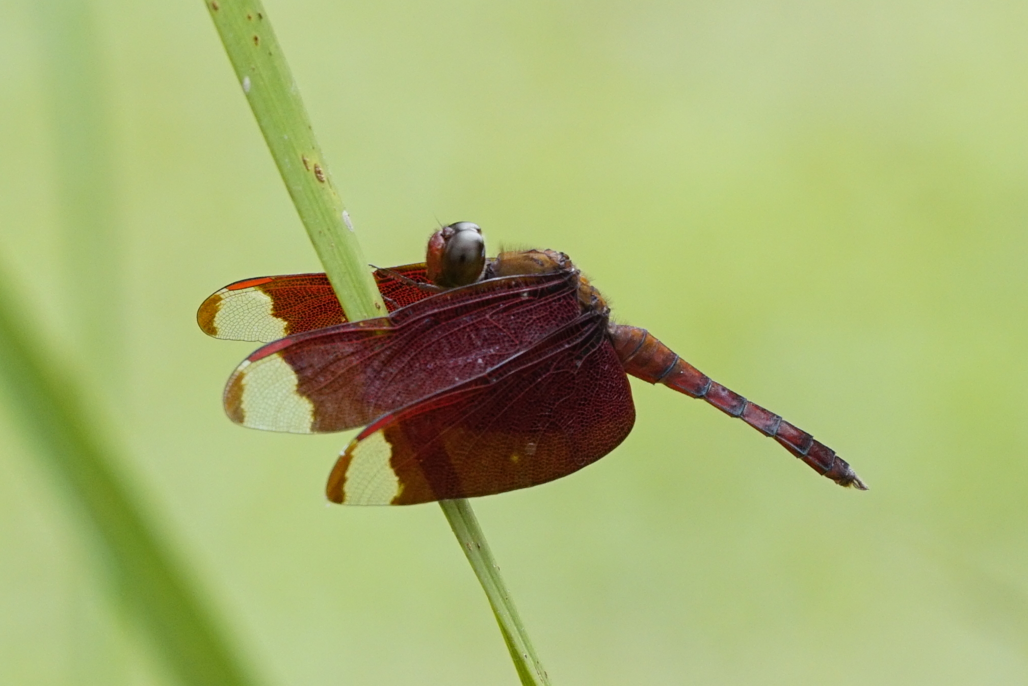 Neurothemis fulvia 09585