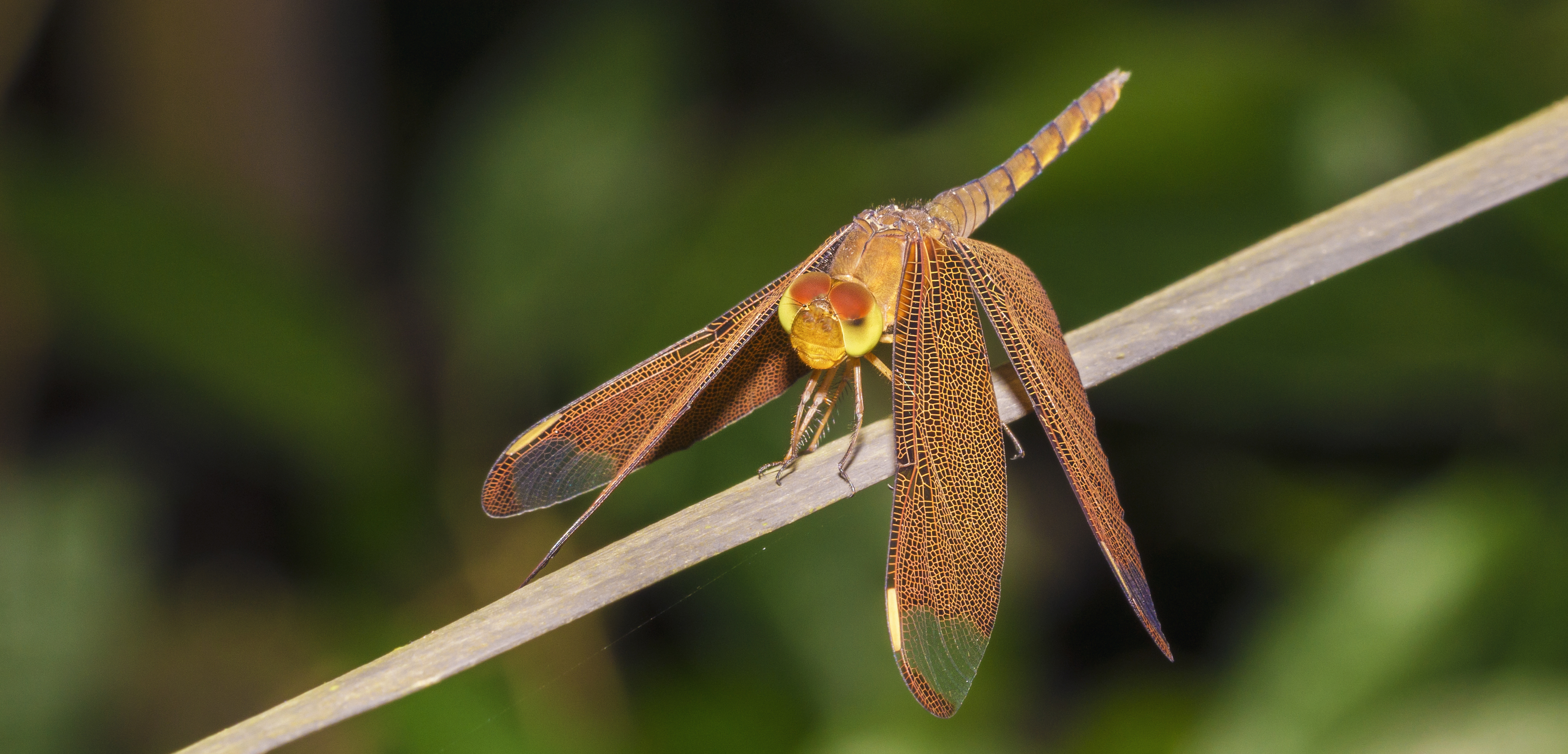 Neurothemis fulvia at Kadavoor
