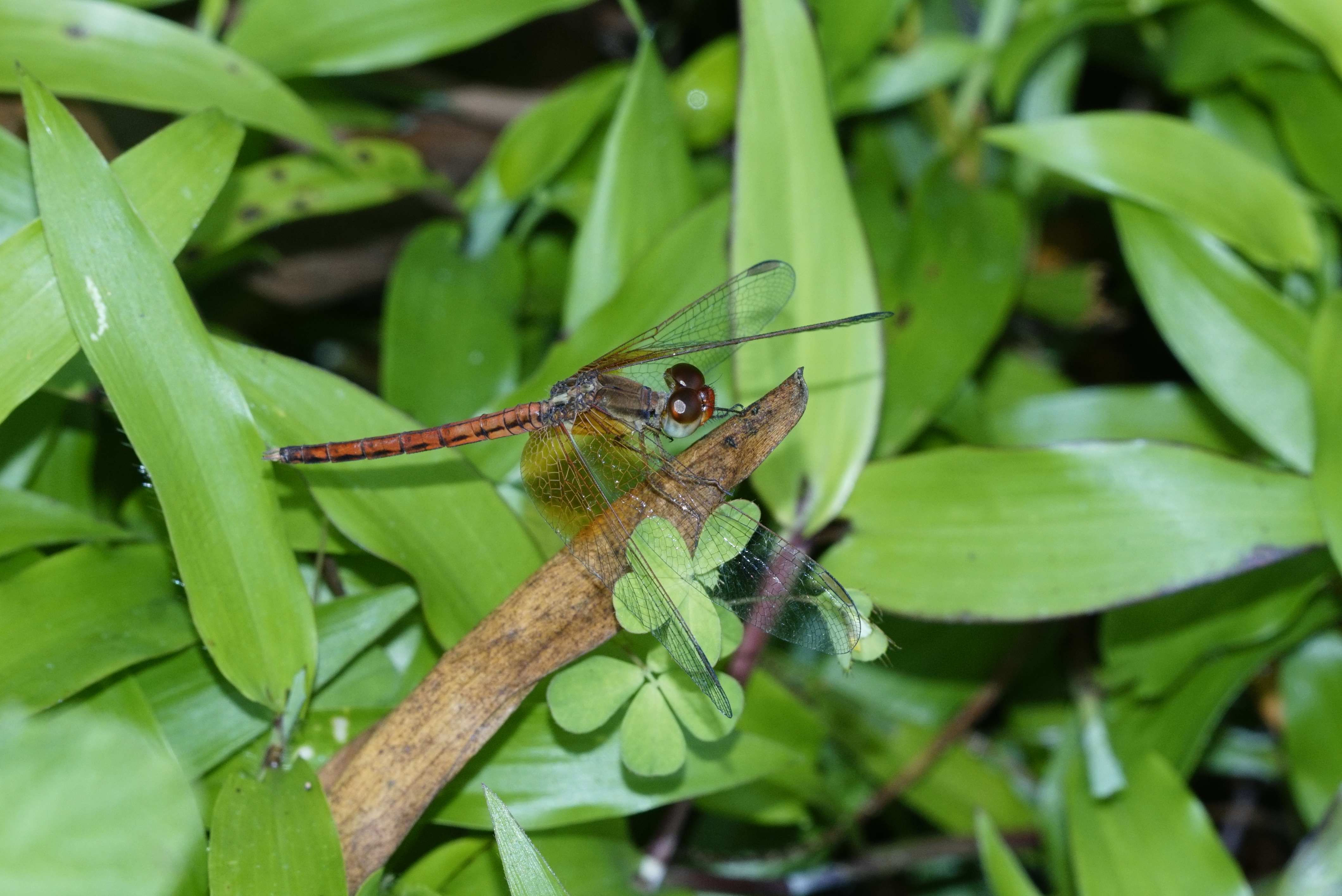 Neurothemis intermedia male 2525