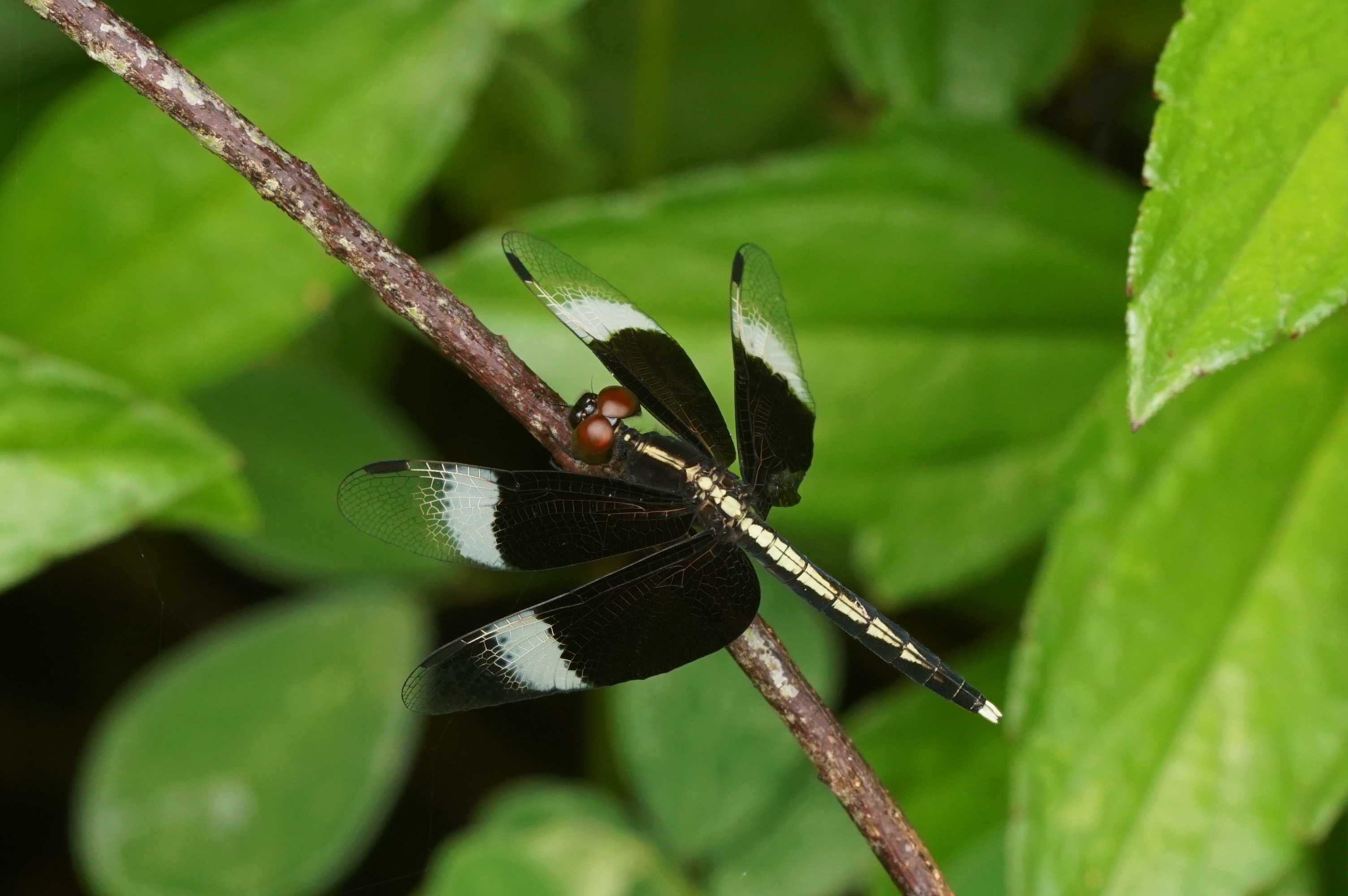 Neurothemis tullia-male08340