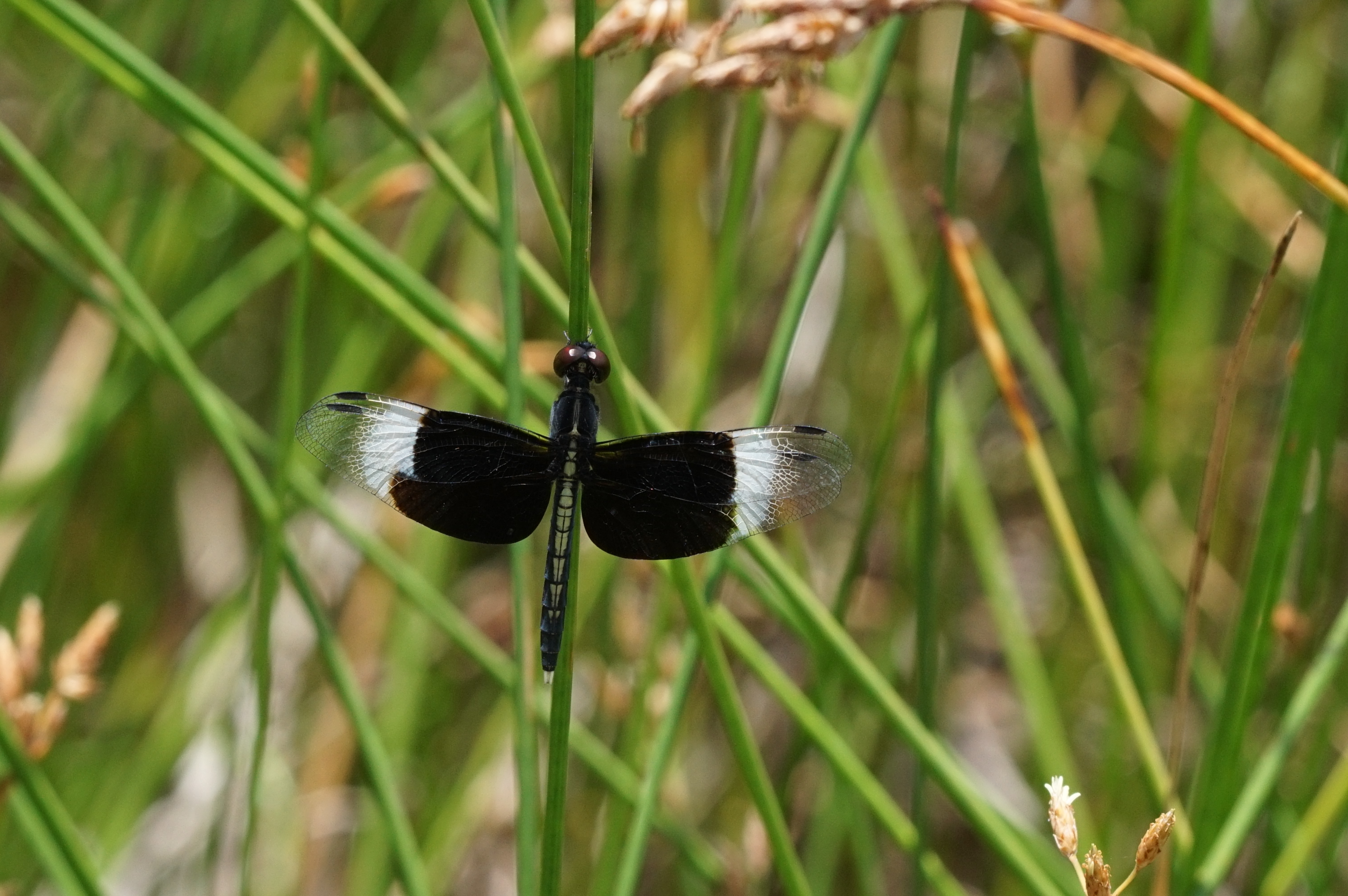 Neurothemis tullia-male 00189
