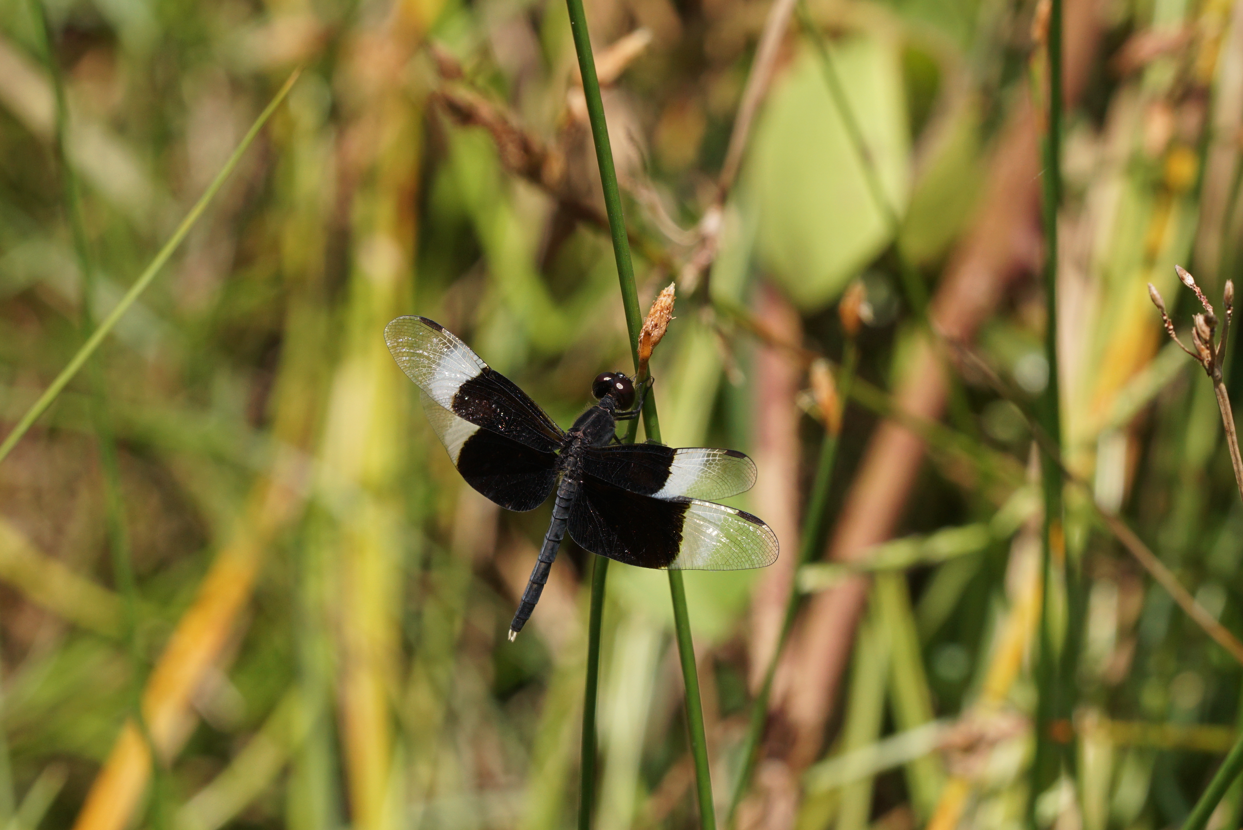 Neurothemis tullia-male 09944