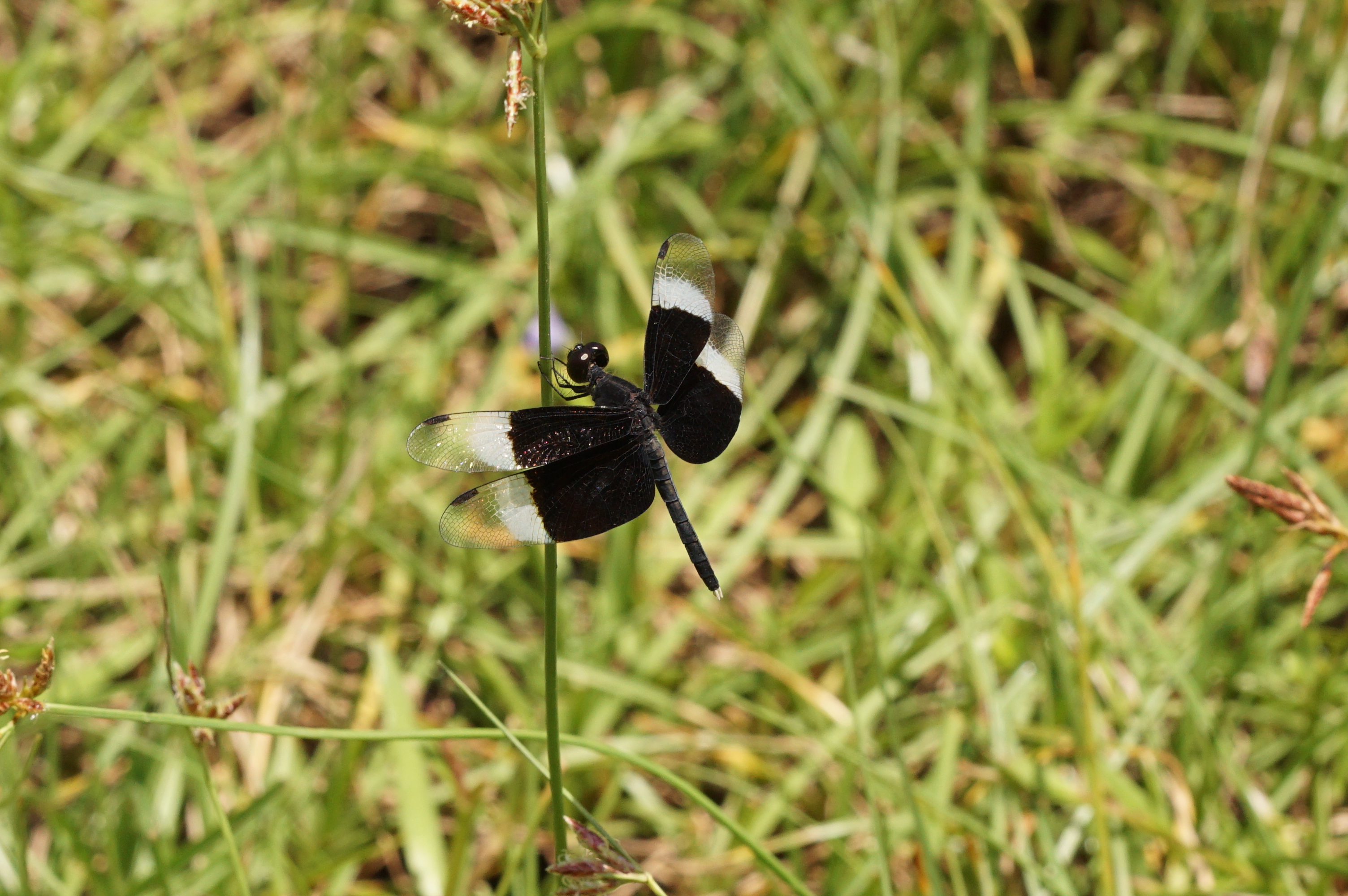 Neurothemis tullia-male 09952