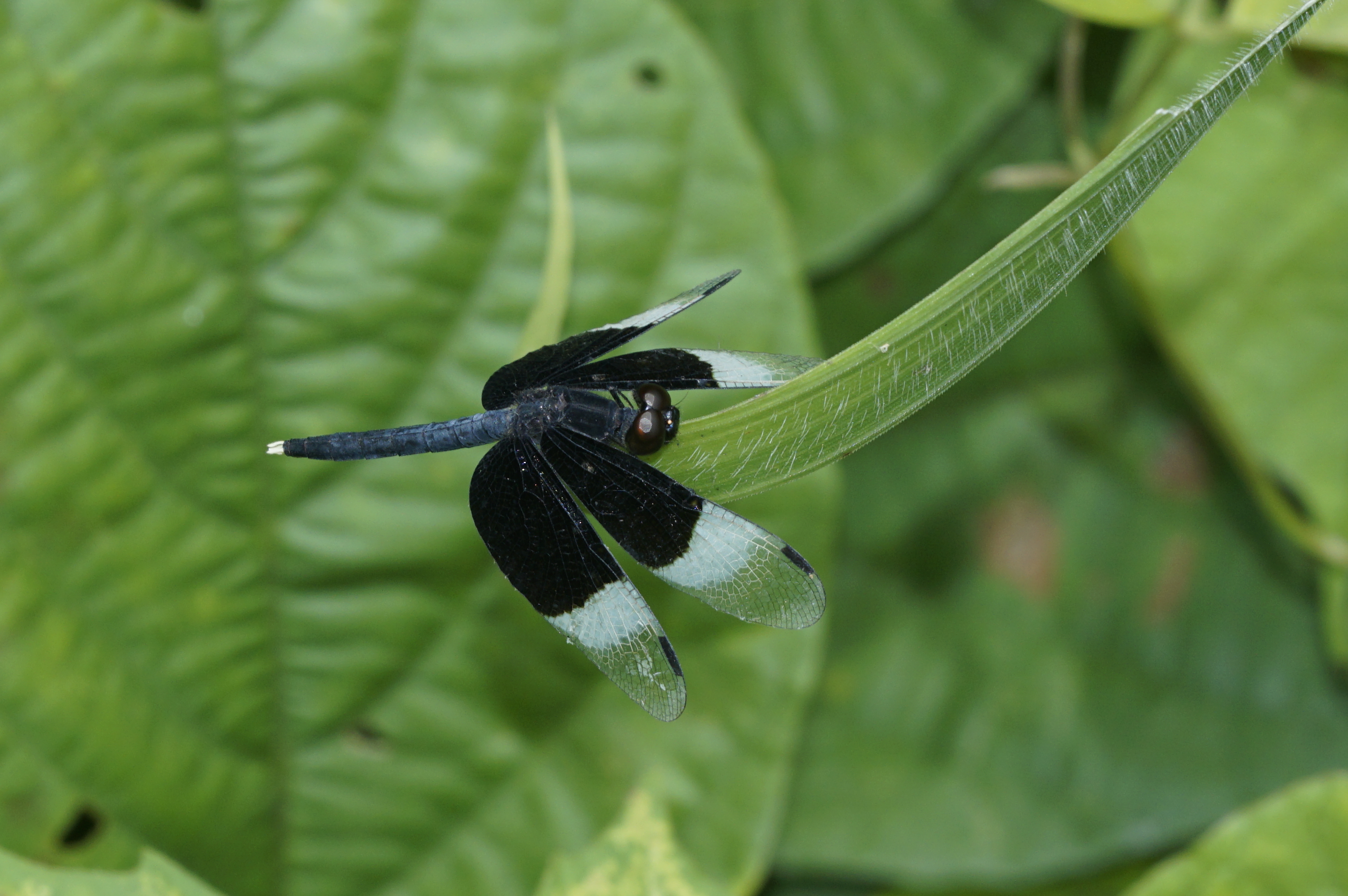 Neurothemis tullia-male 7449