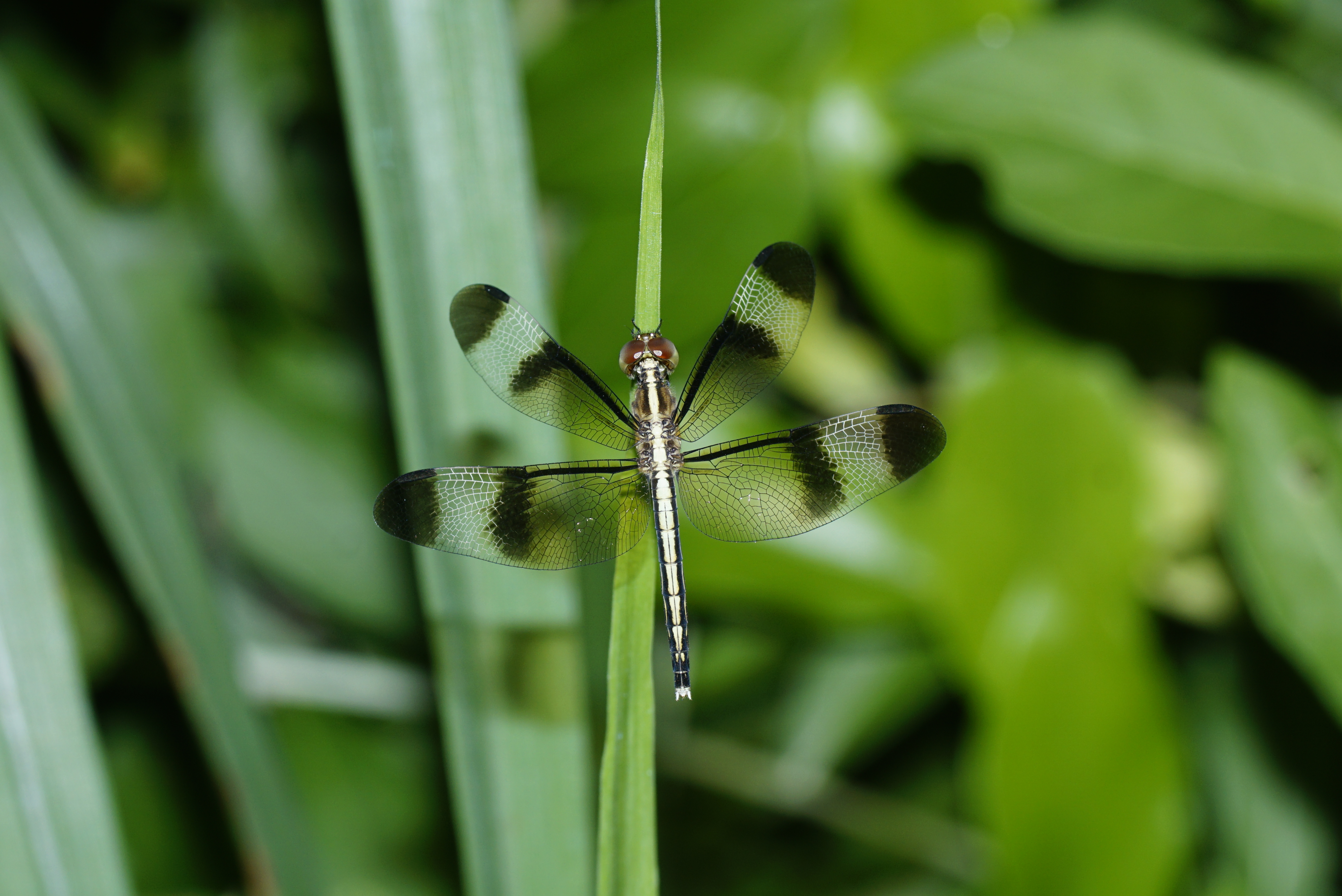 Neurothemis tullia 5828