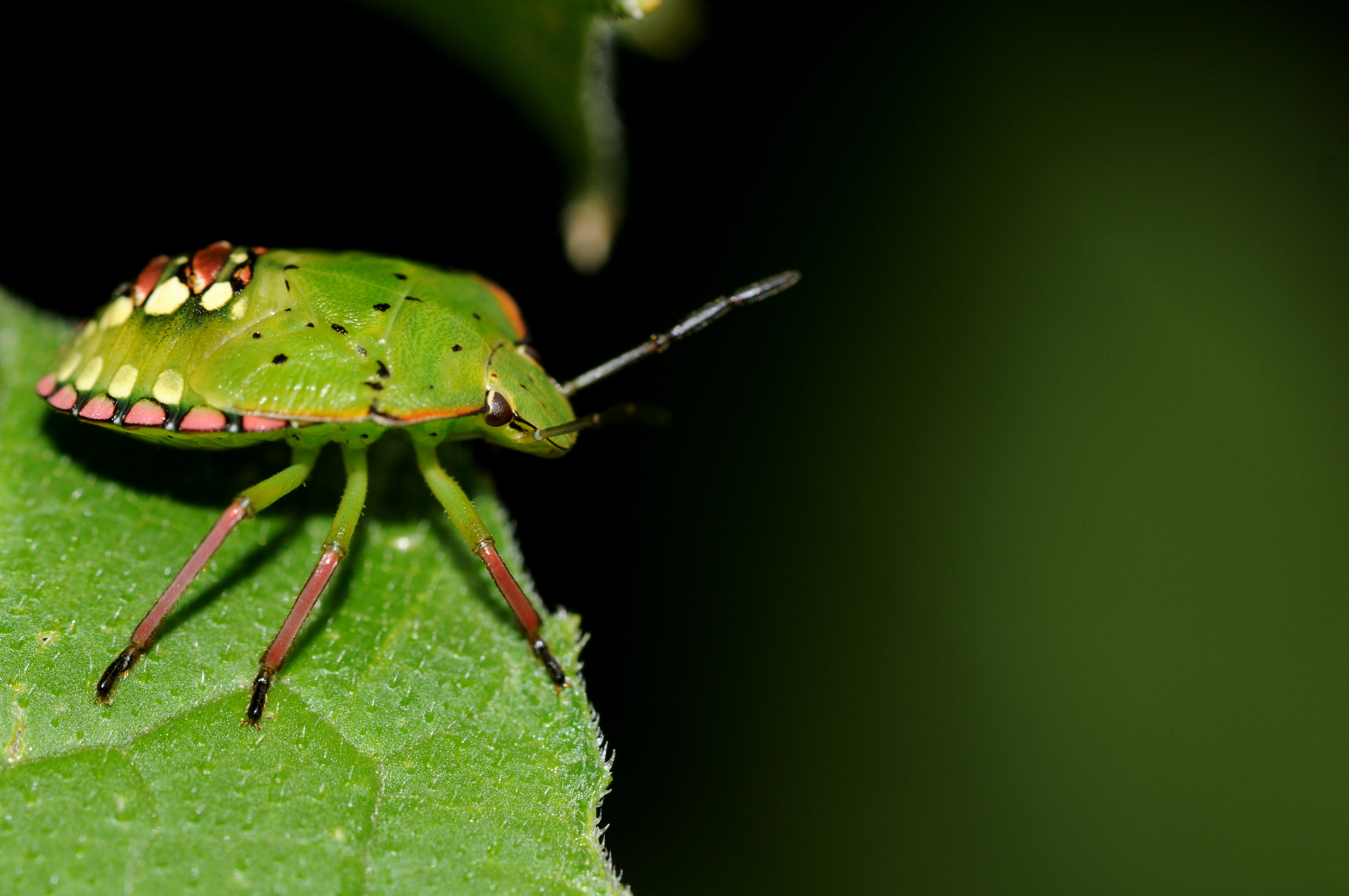 Nezara viridula larva