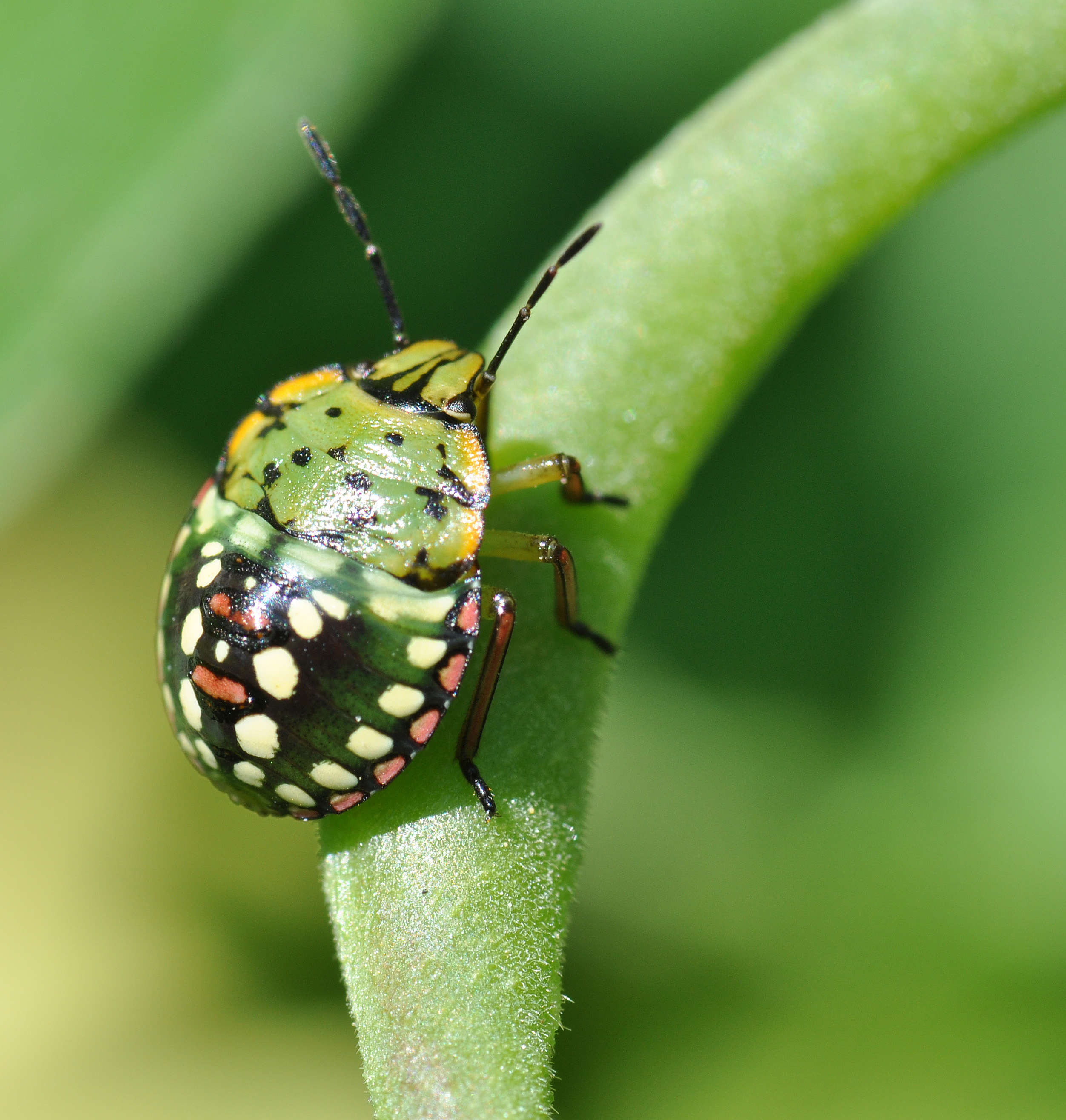 Nezara viridula larva 001