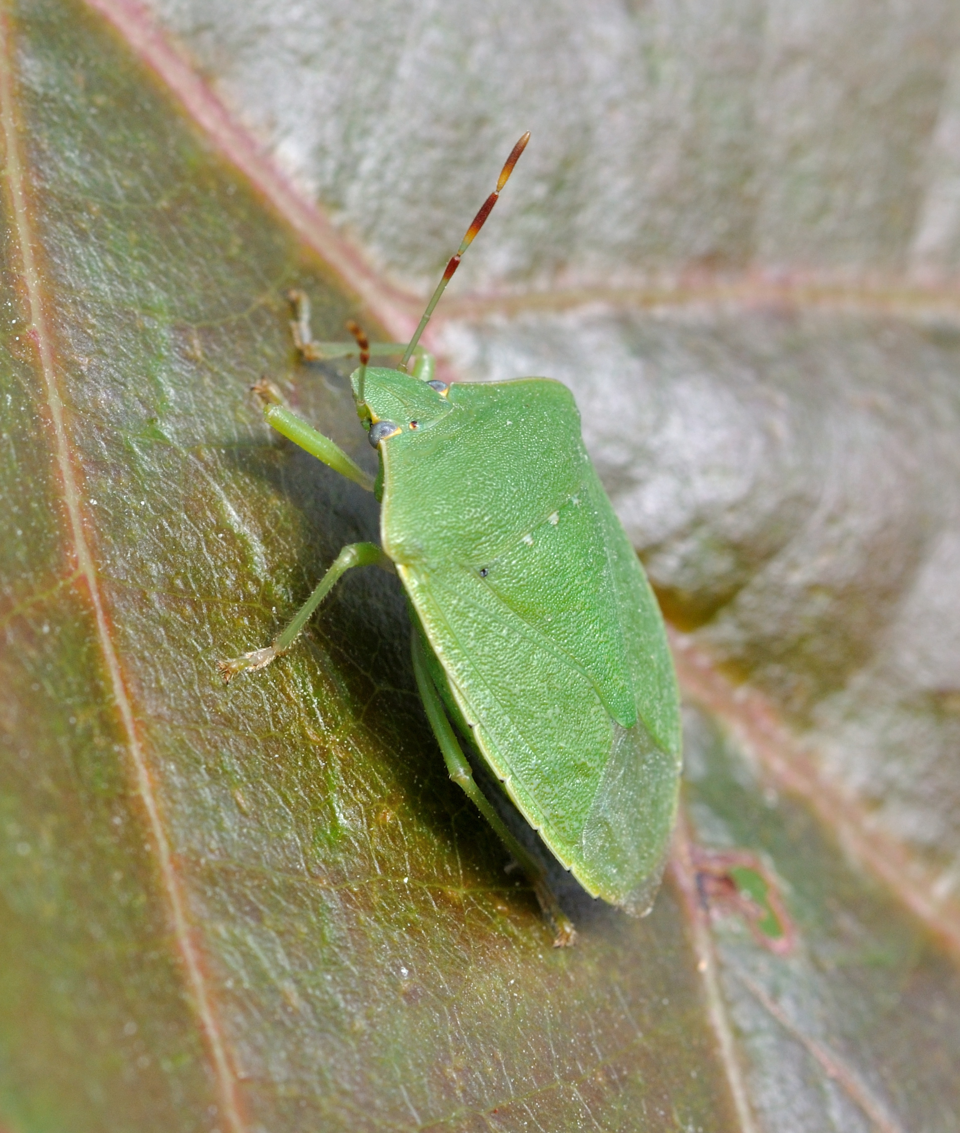 Nezara viridula qtl2