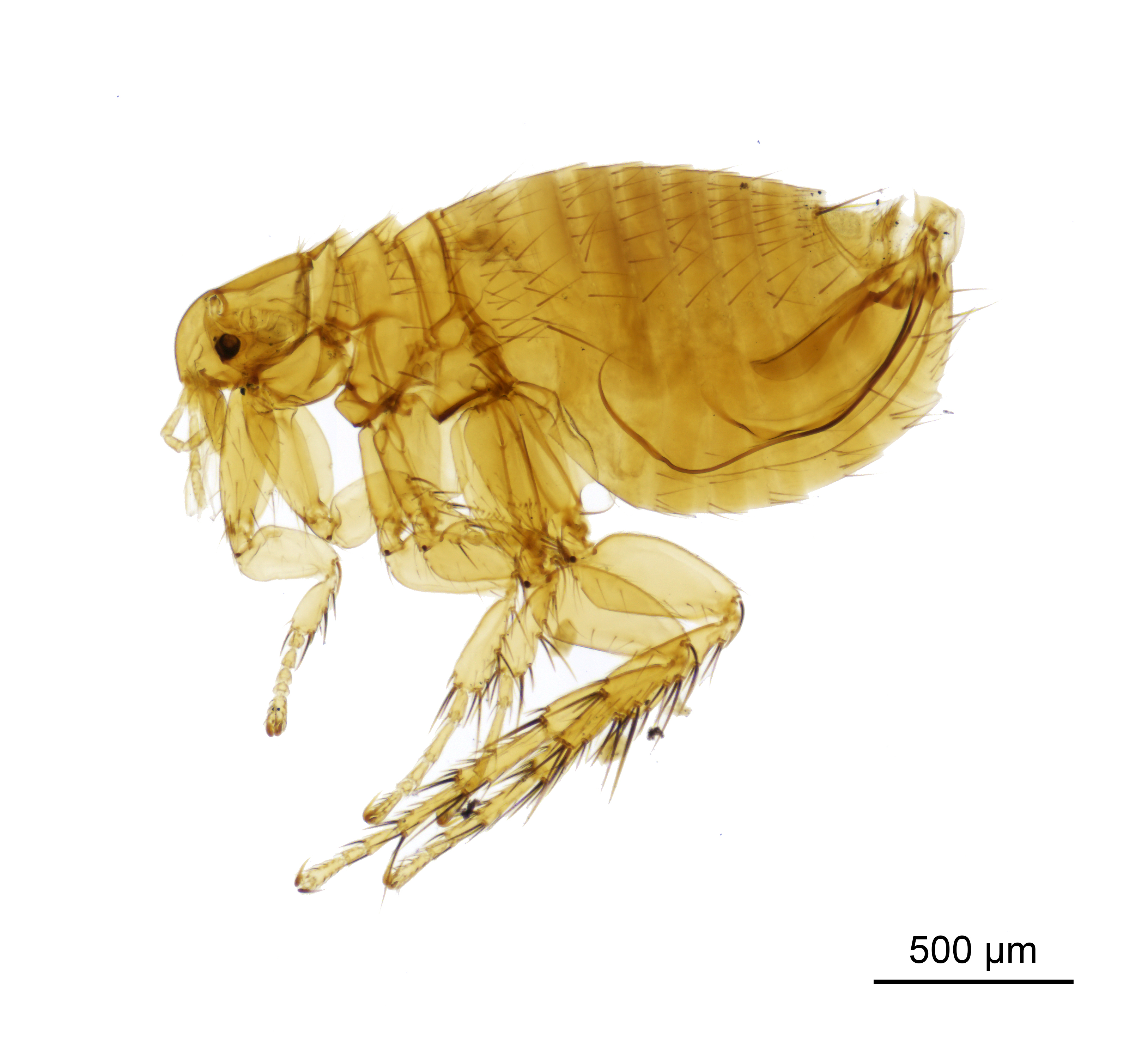 NHMUK010177265 The plague flea - Xenopsylla cheopis cheopis (Rothschild, 1903)