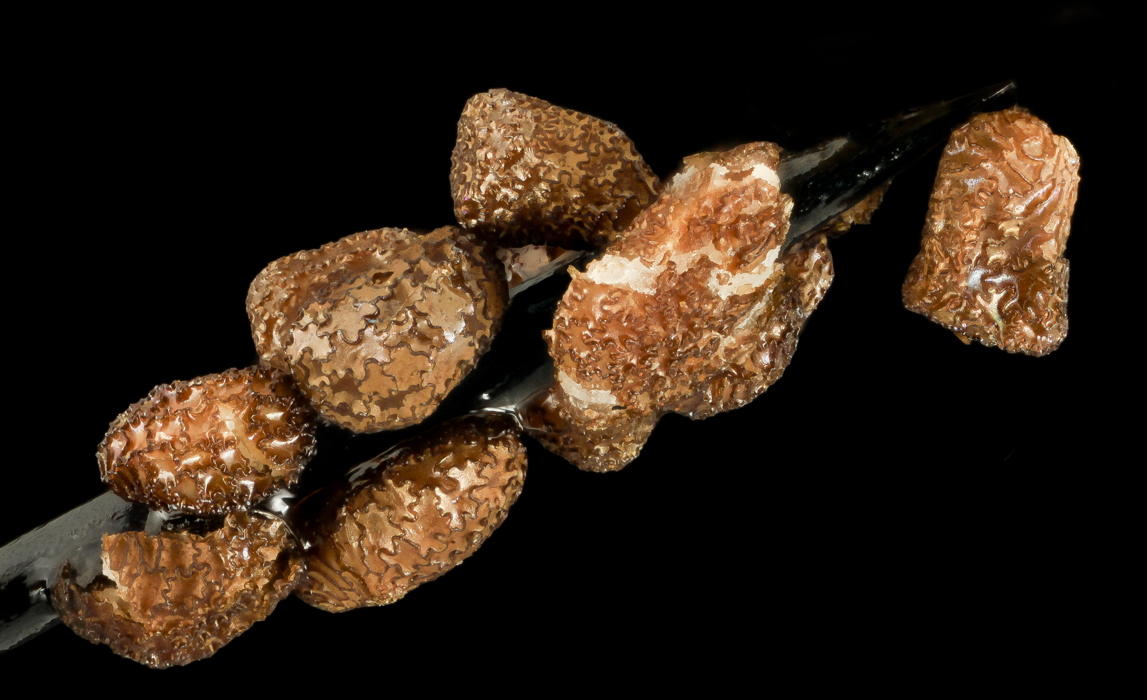 Nicotiana rustica, seeds, from desert botanical garden 2014-02-27-15.57.04 ZS PMax (12822529613)