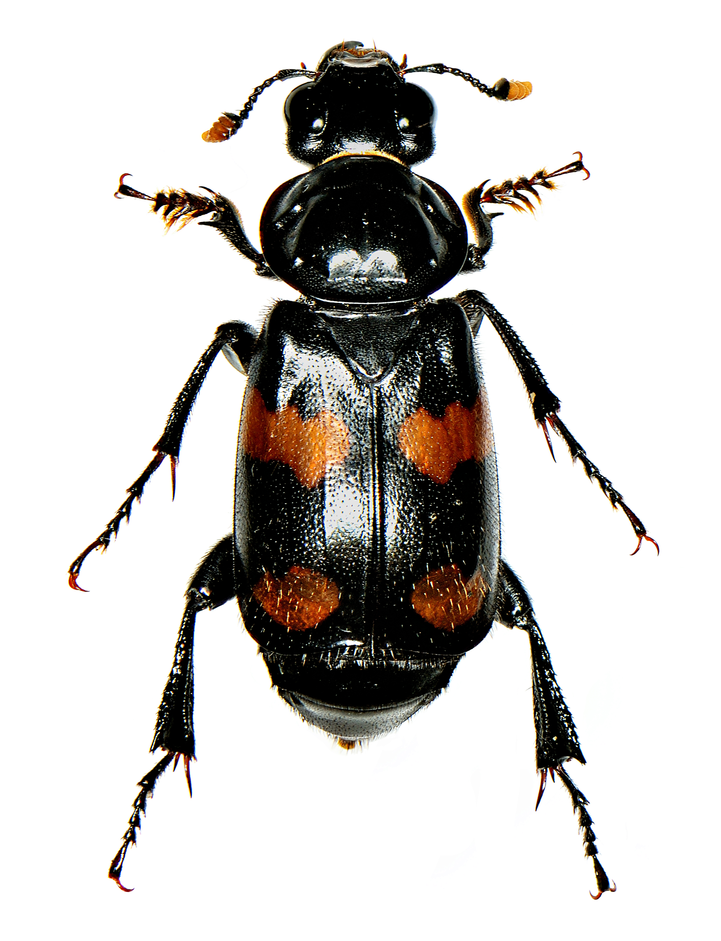 Nicrophorus orbicollis Say