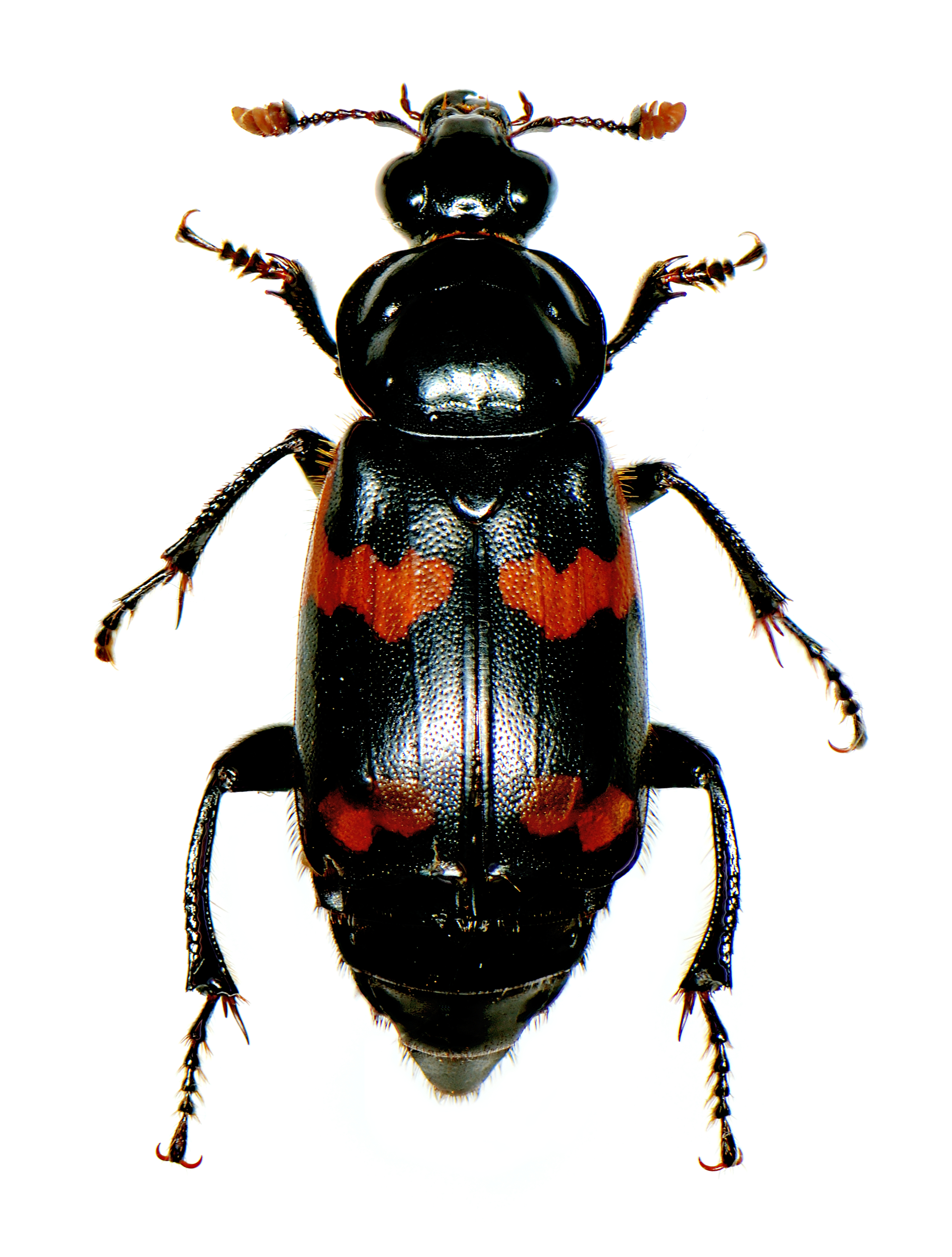 Nicrophorus sayi Laporte
