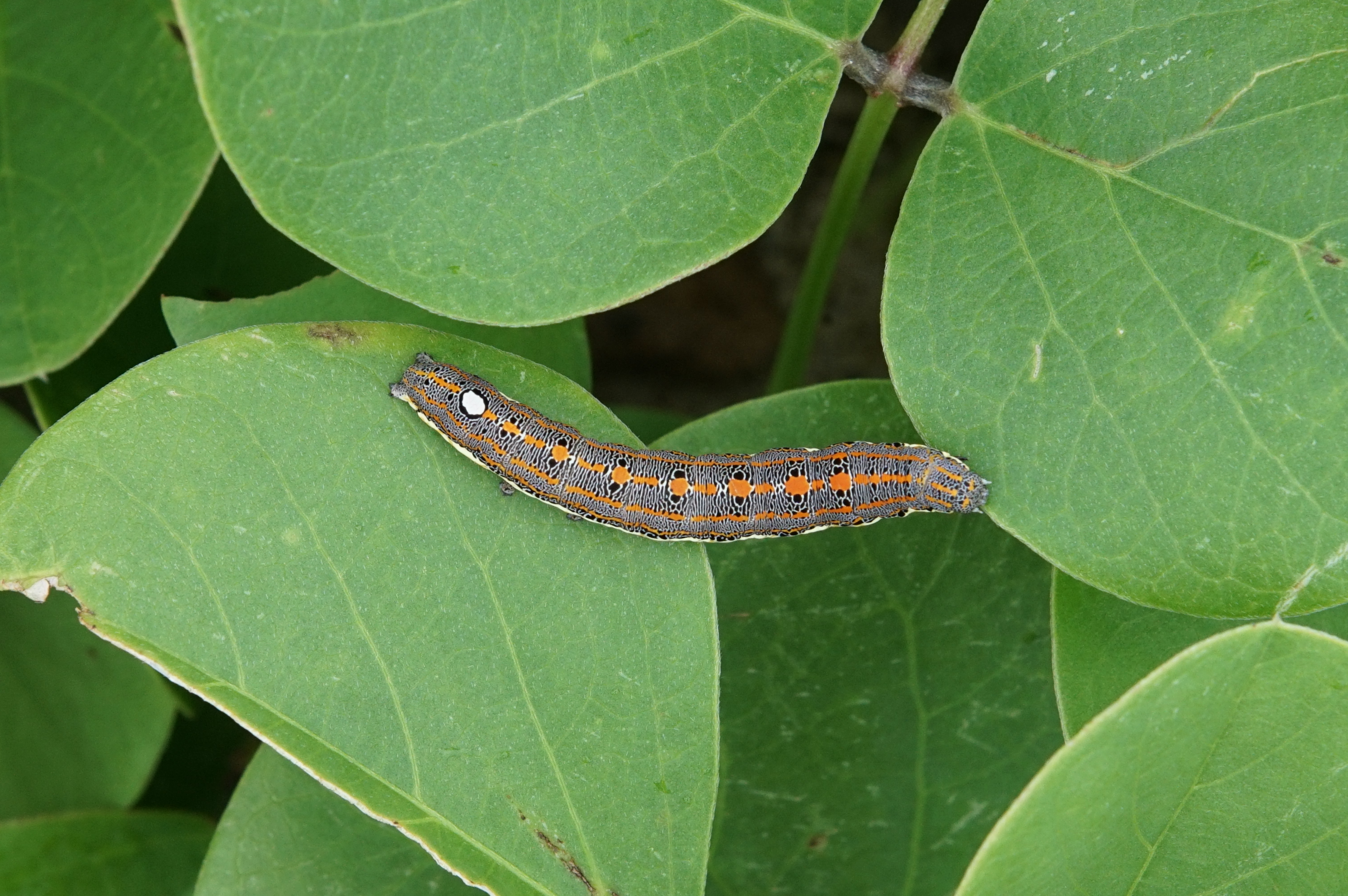 Noctuidae (caterpillar) 04091