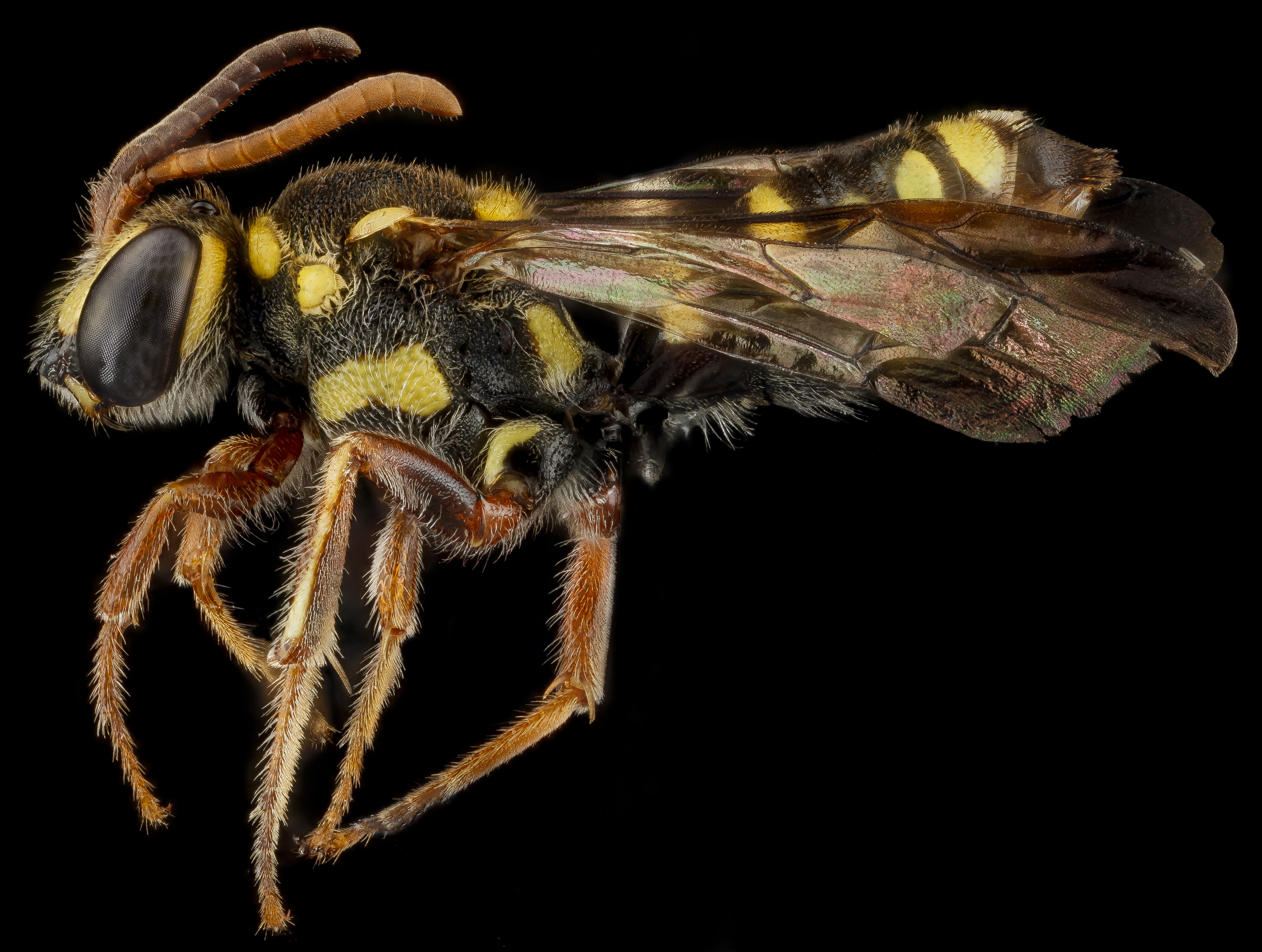 Nomada krugii f