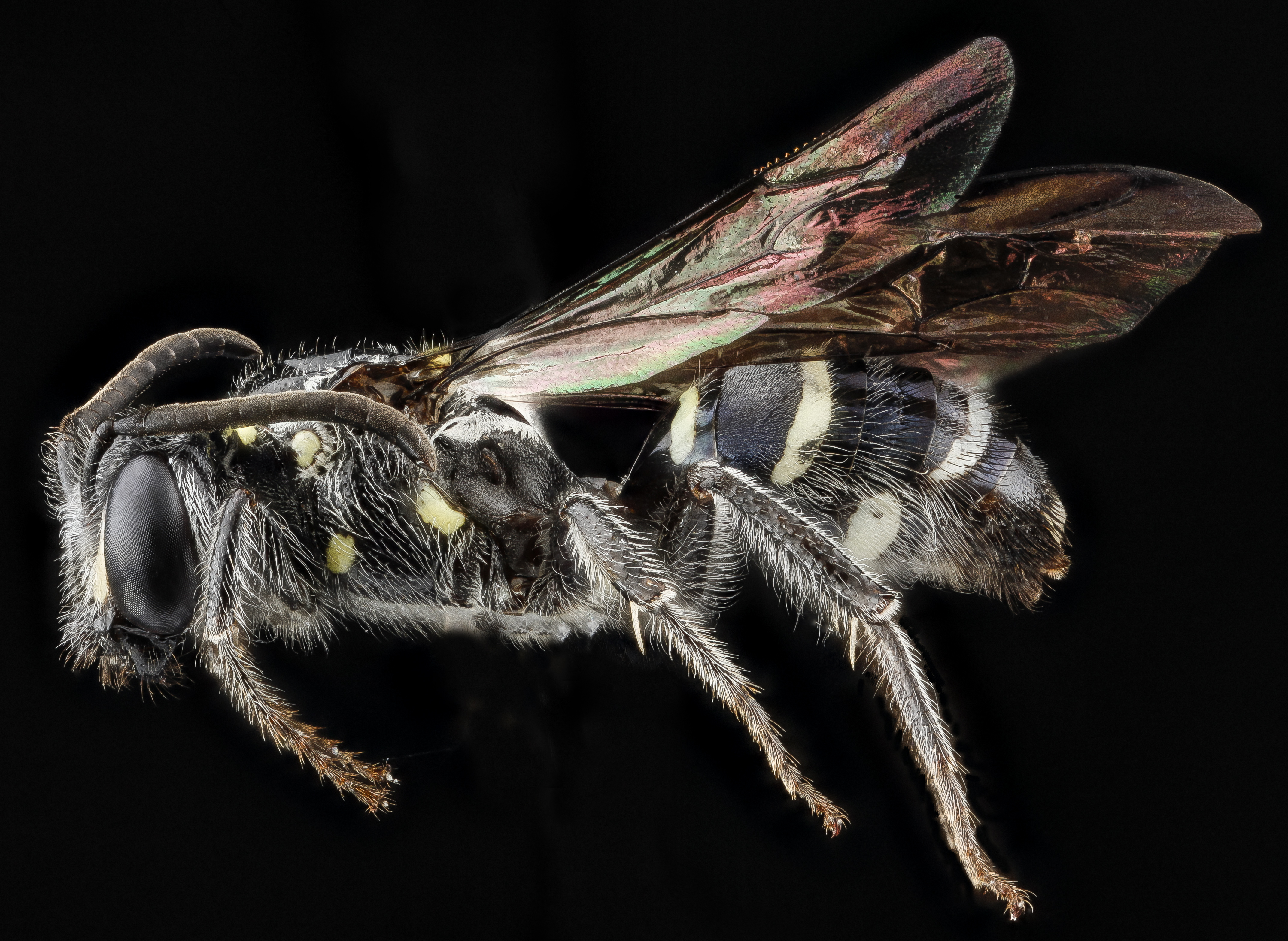 Nomada pilipes f