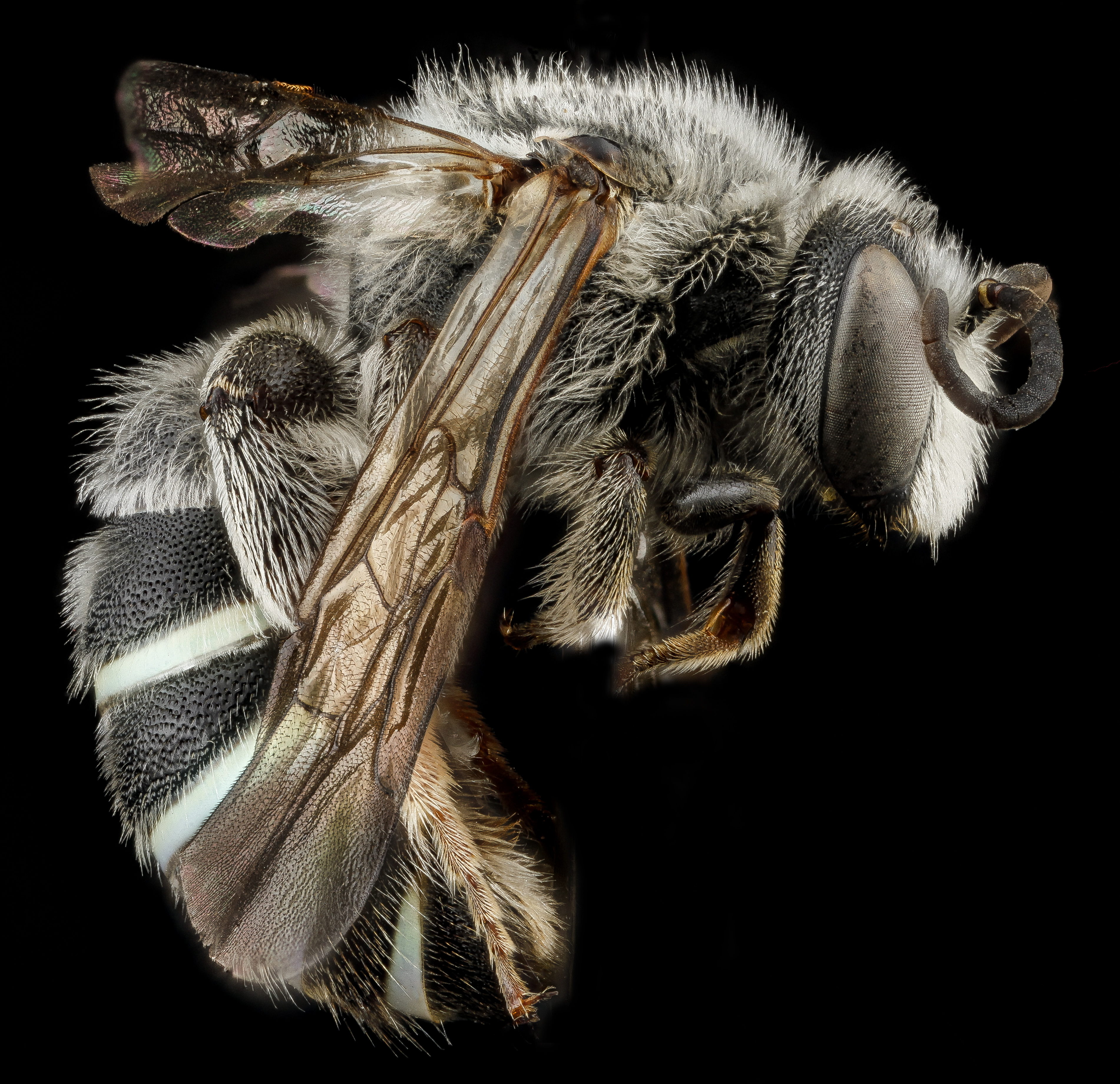 Nomia universitatis male