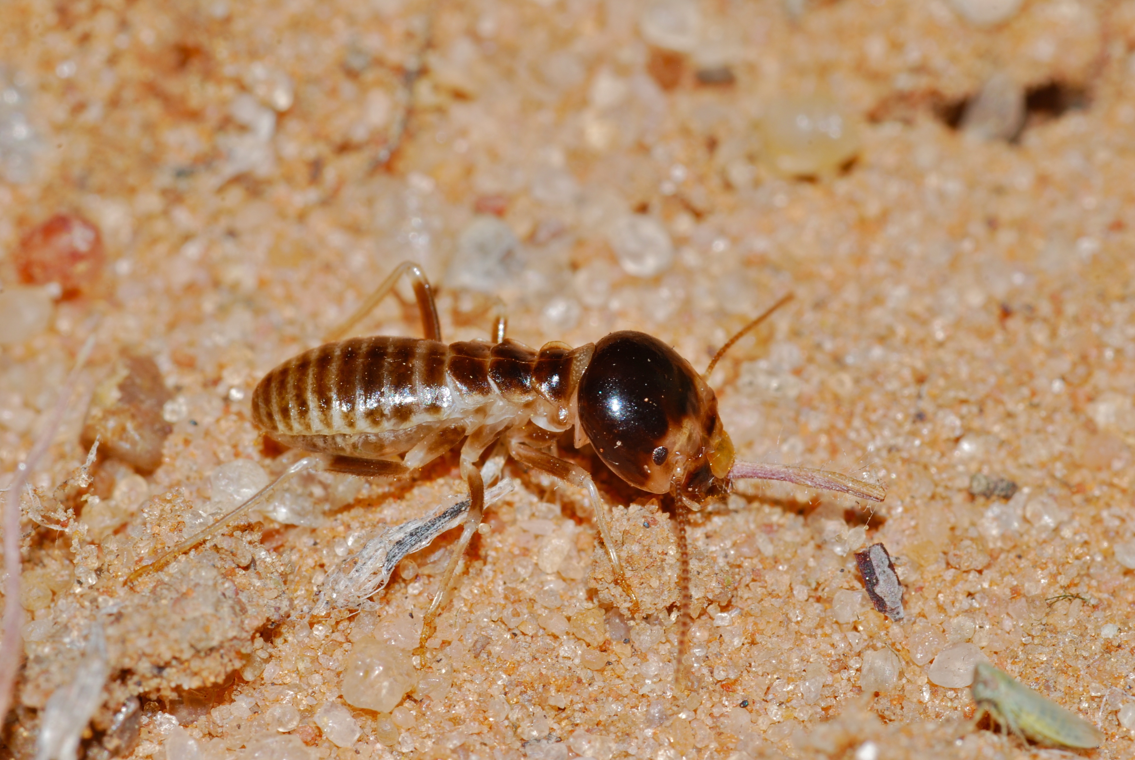 Northern Harvester Termite (Hodotermes mossambicus) (6883776162)