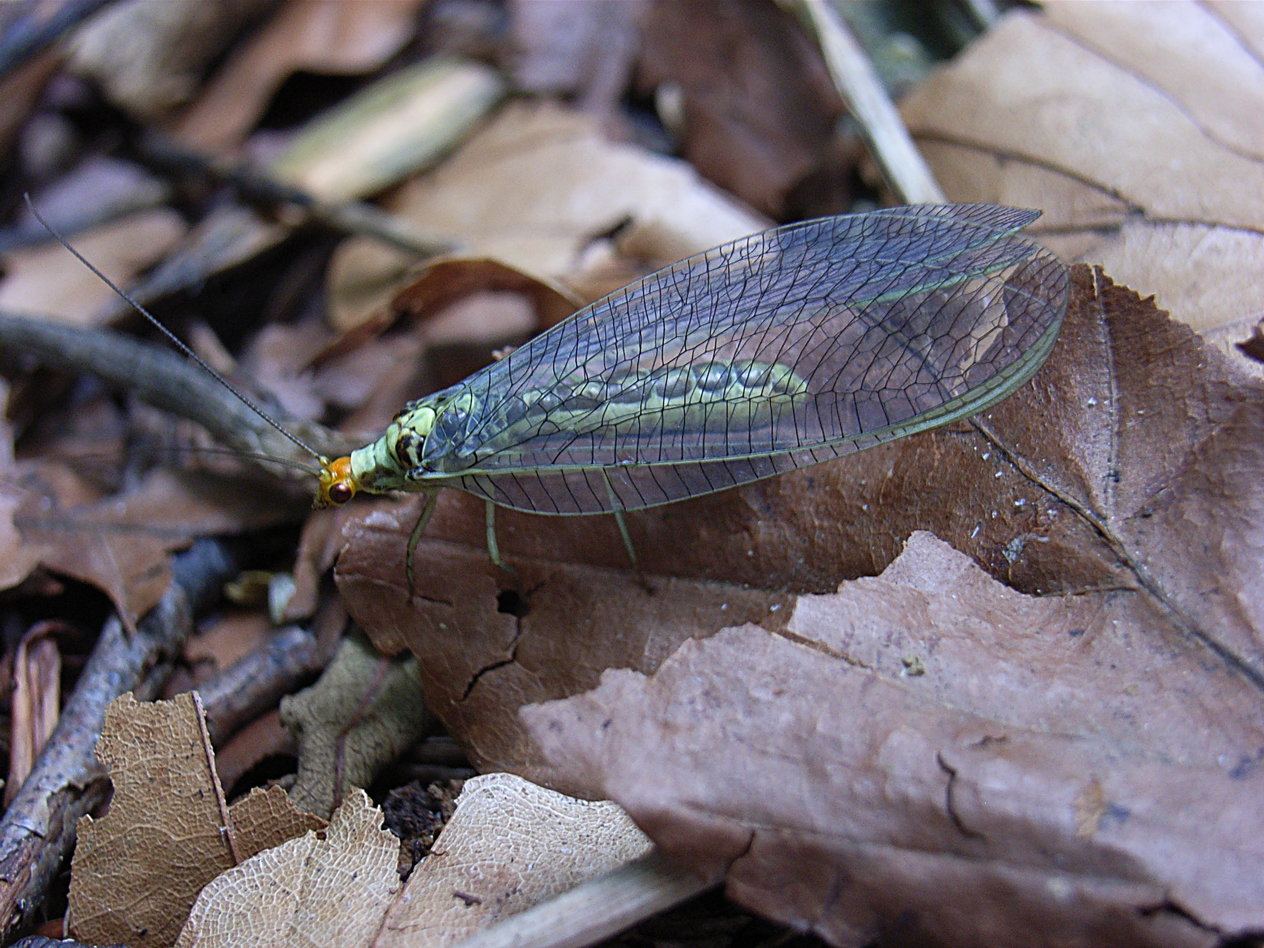 Nothochrysa fulviceps bl1