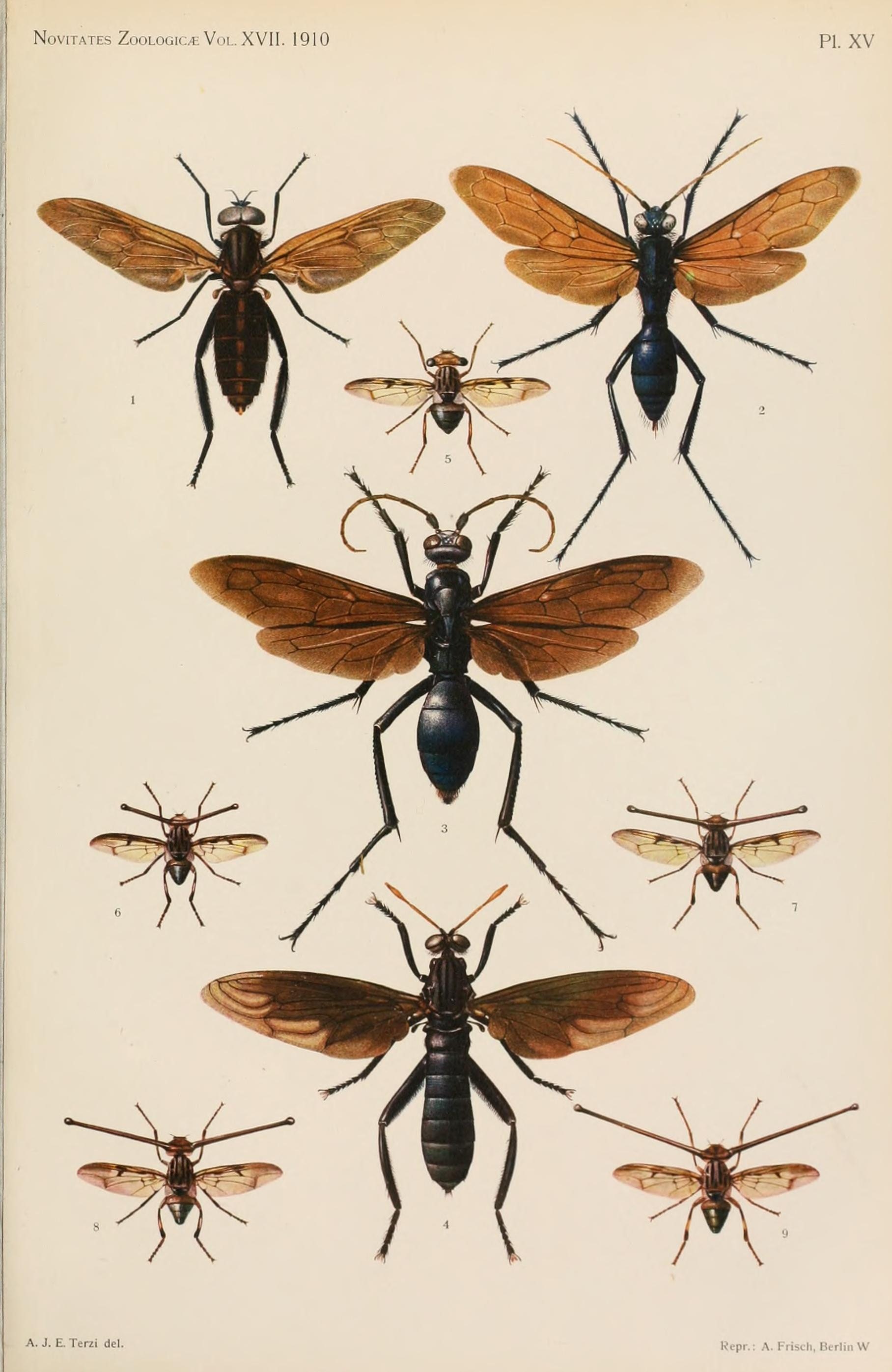 Novitates Zoologicae1910PlateXV