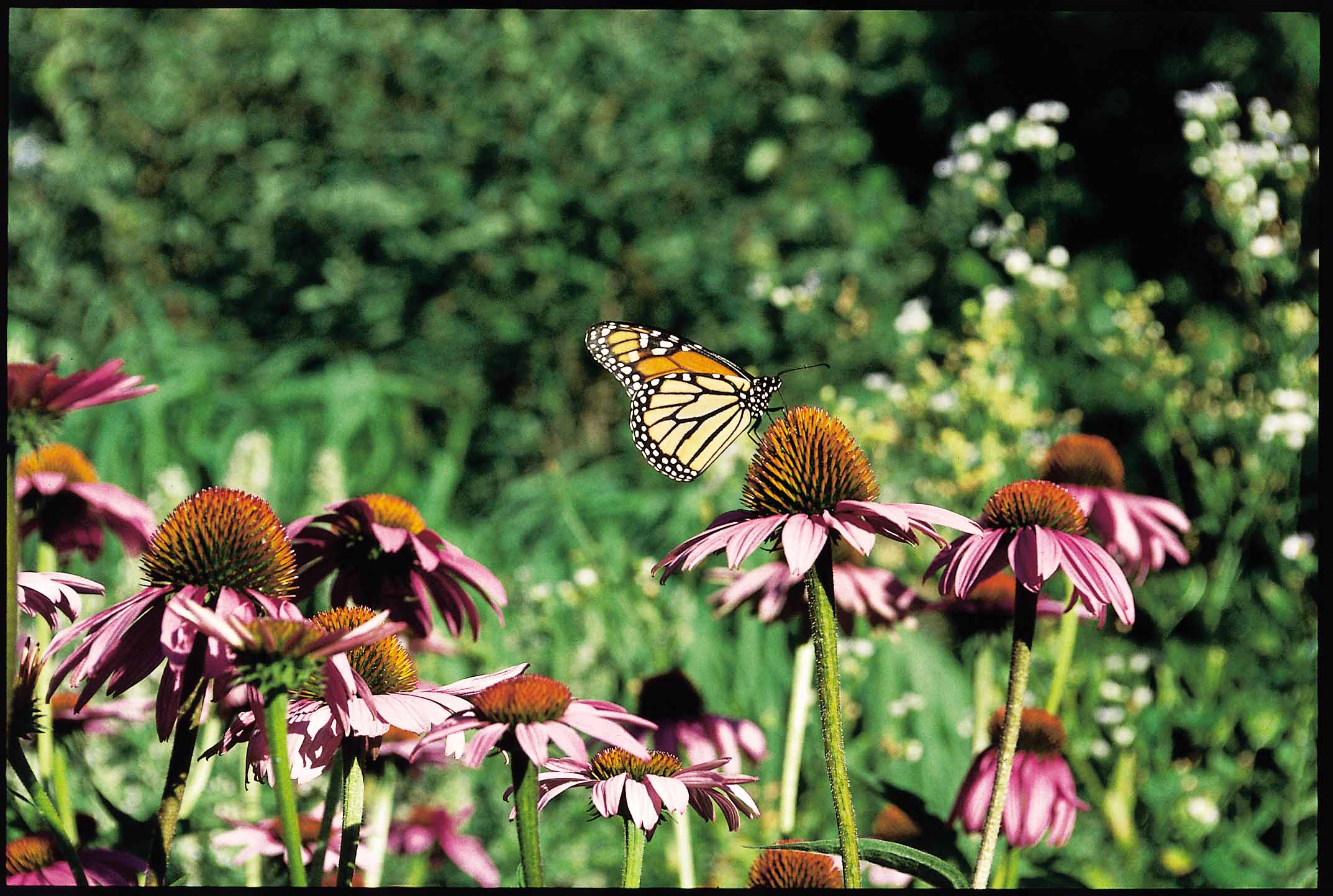 NRCSIA99565(17544)(NRCS Photo Gallery)