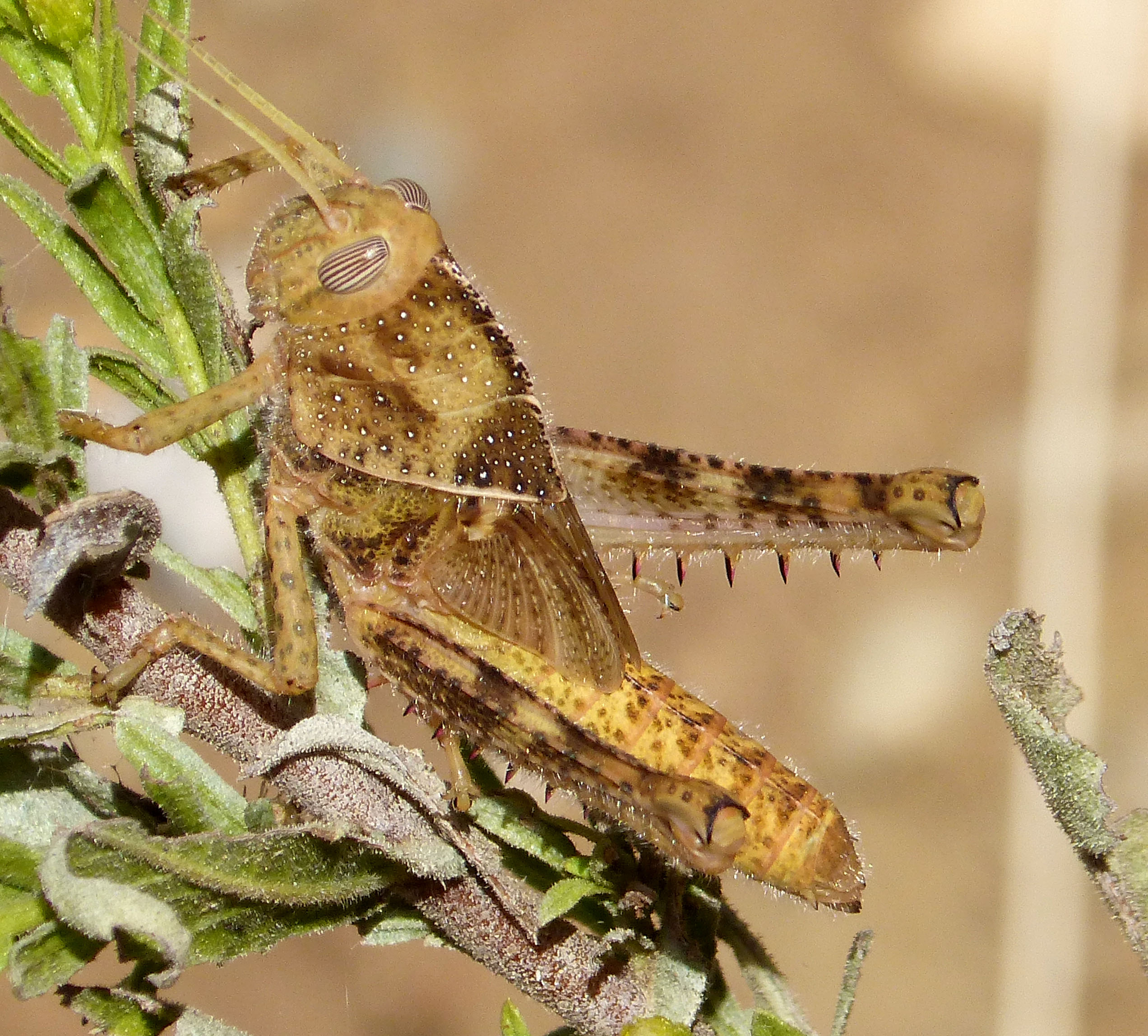 Nymph of Egyptian Locust. Anacridium aegyptium (32889852601)