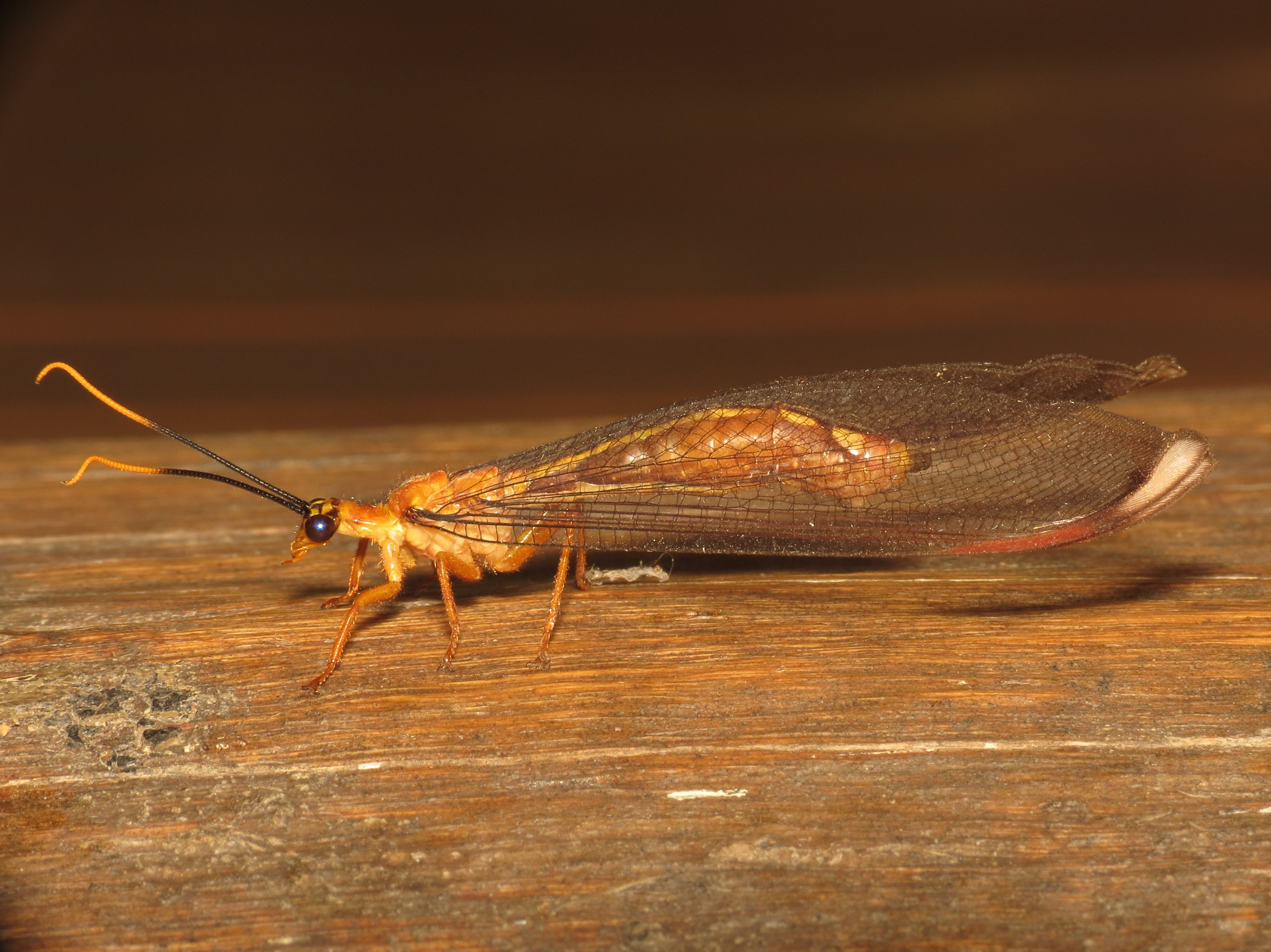 Nymphes myrmeleonoides (12250597983)