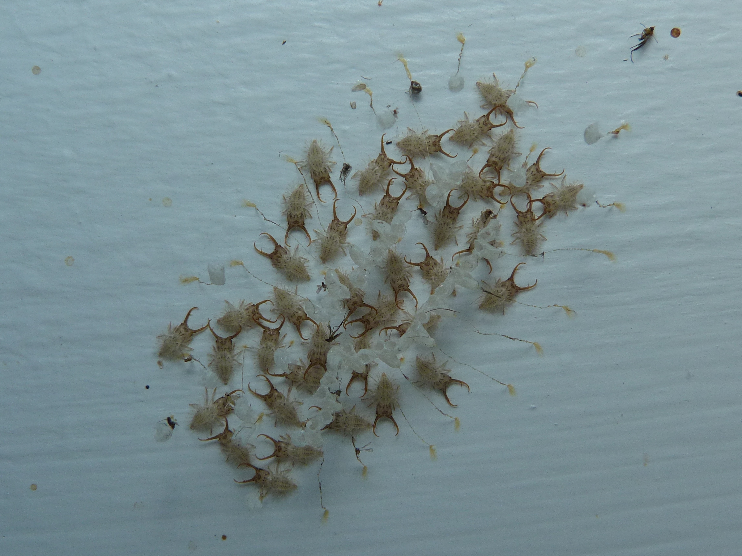Nymphes myrmeleonoides larva 1