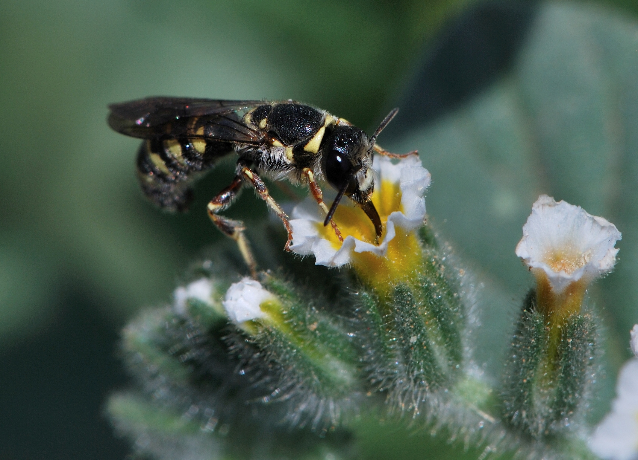 Ochreriades fasciatus male 3