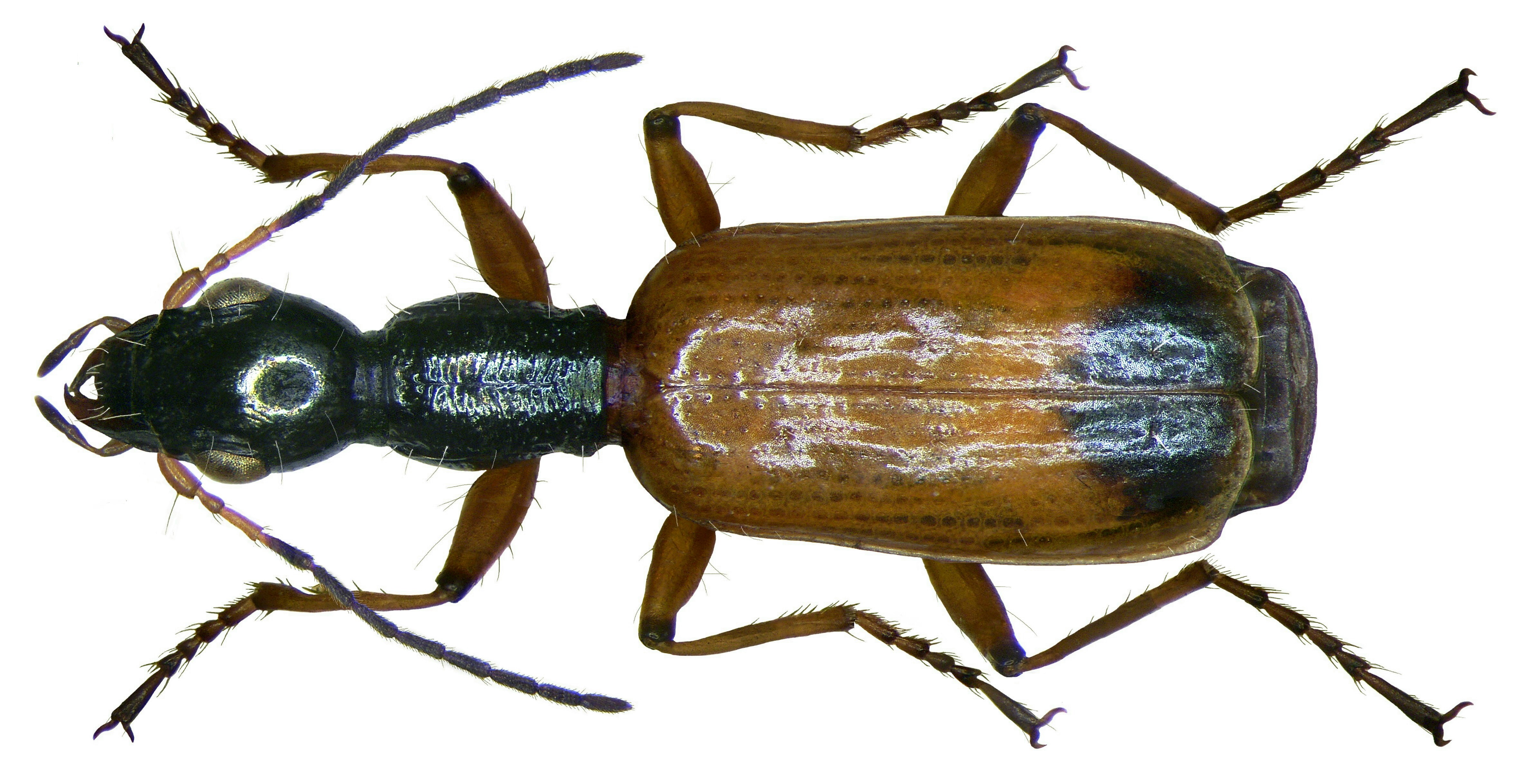 Odacantha melanura (Linné, 1767) (2867900259)