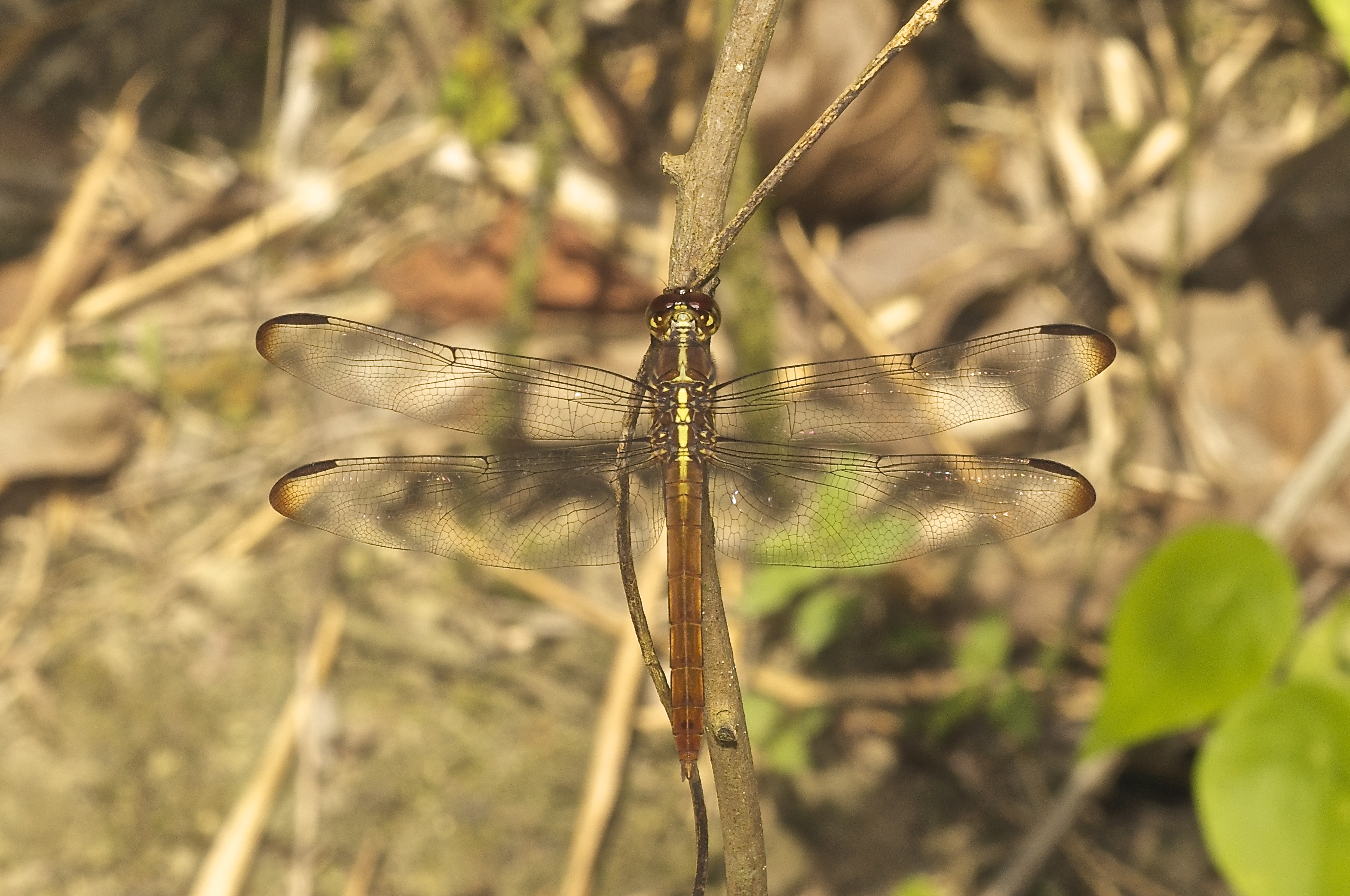 Odonata (15378861993)