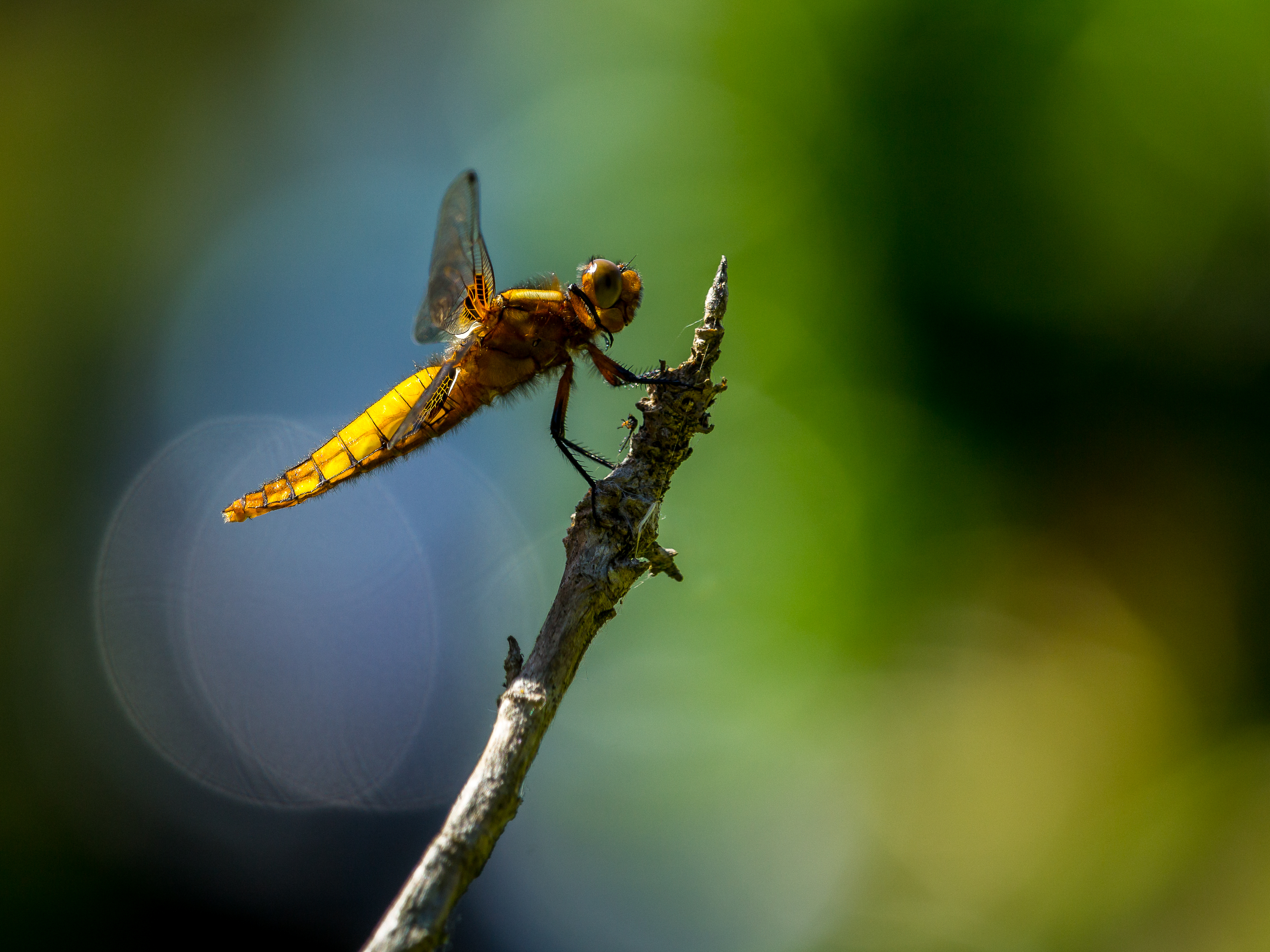 Odonata (34394281992)