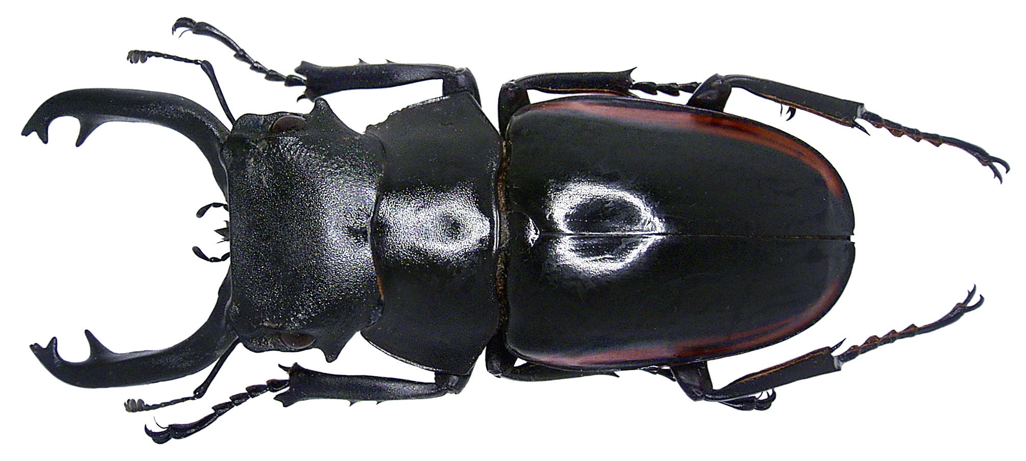 Odontolabis stevensi stevensi (Thompson, 1862) male (3946826027)