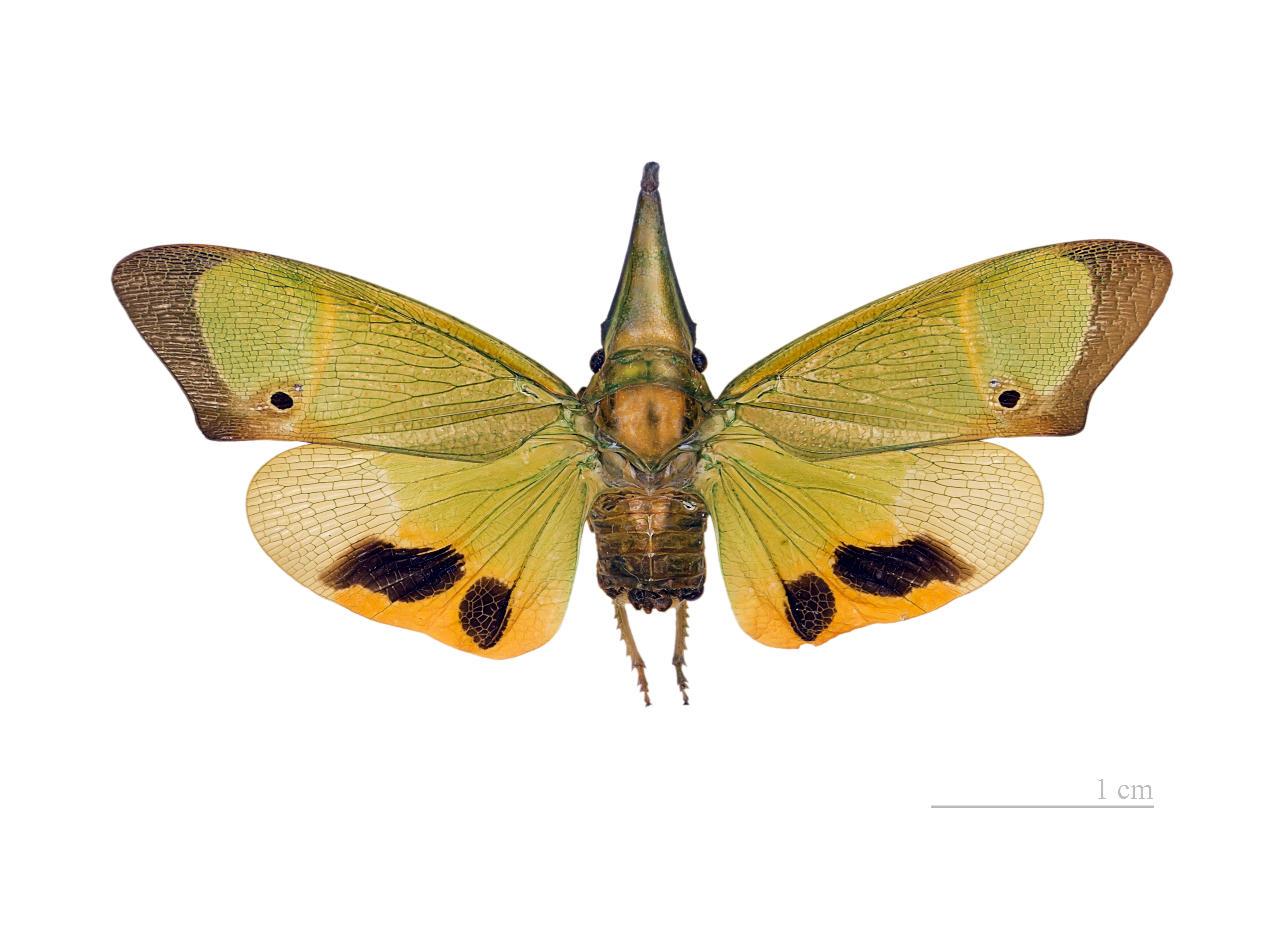 Odontoptera carrenoi MHNTvol