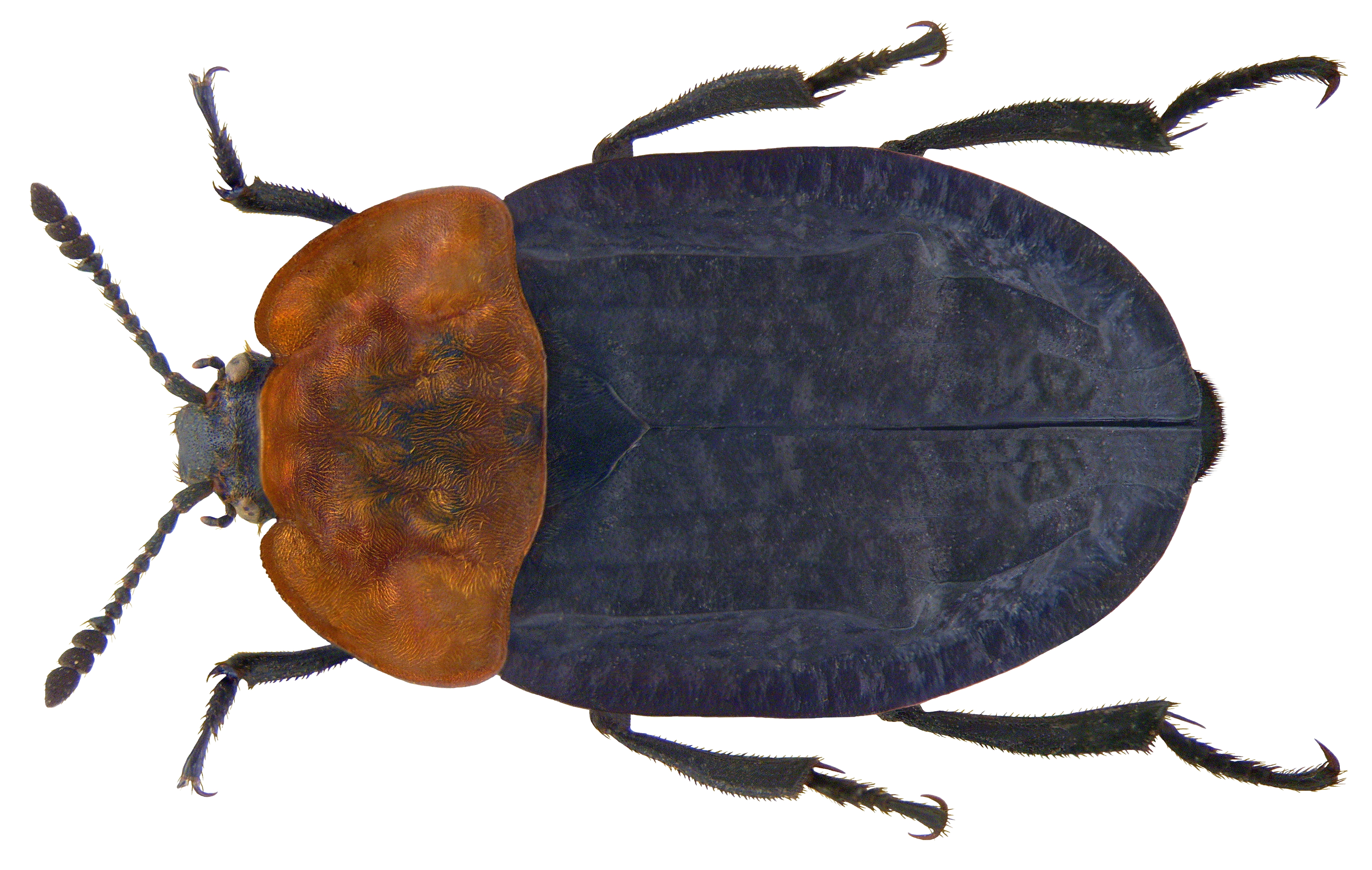 Oeceoptoma thoracica (Linné, 1758) (3389927652) (2)
