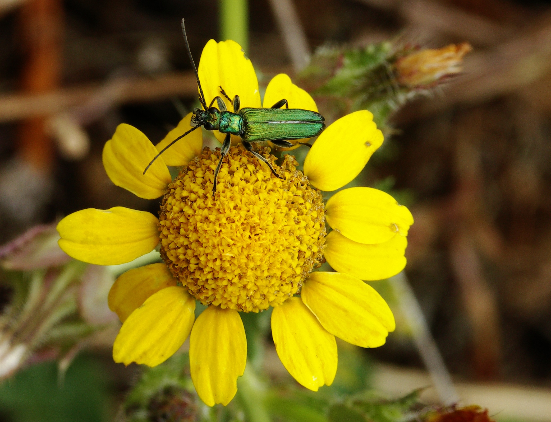Oedemera lurida-3