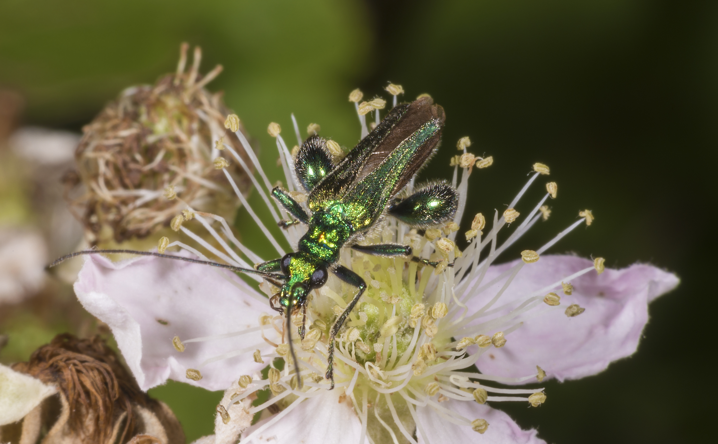 Oedemera nobilis MHNT Male aubepine