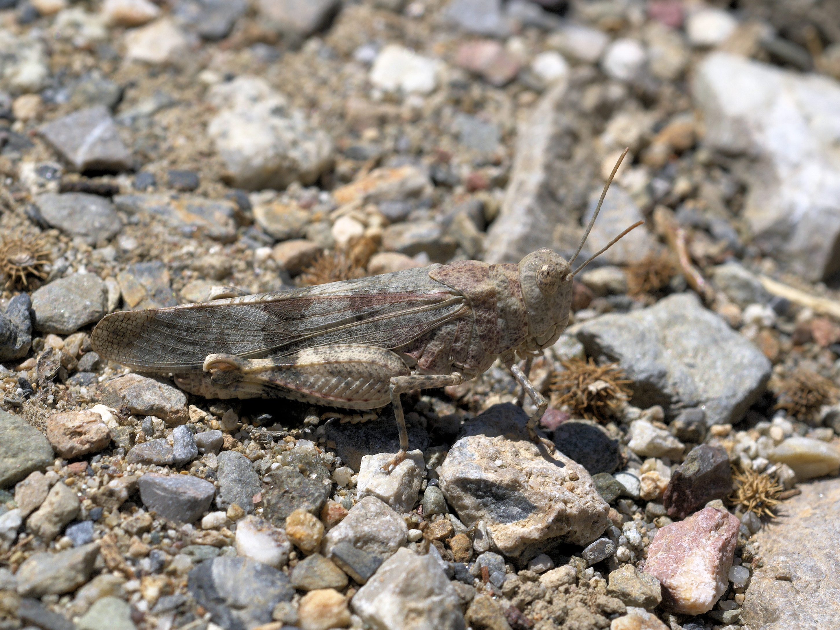 Oedipoda caerulescens 1
