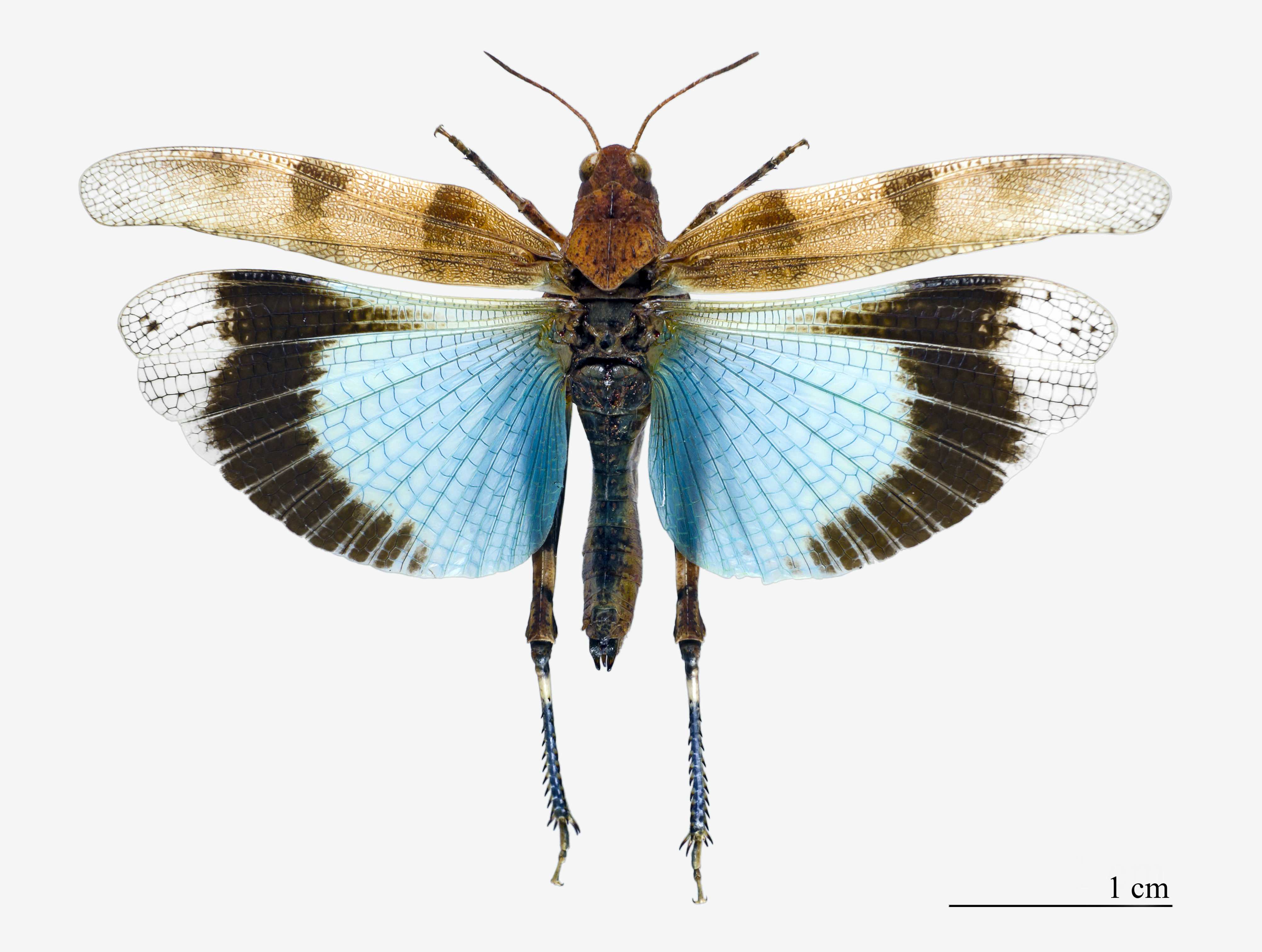 Oedipoda caerulescens MHNT