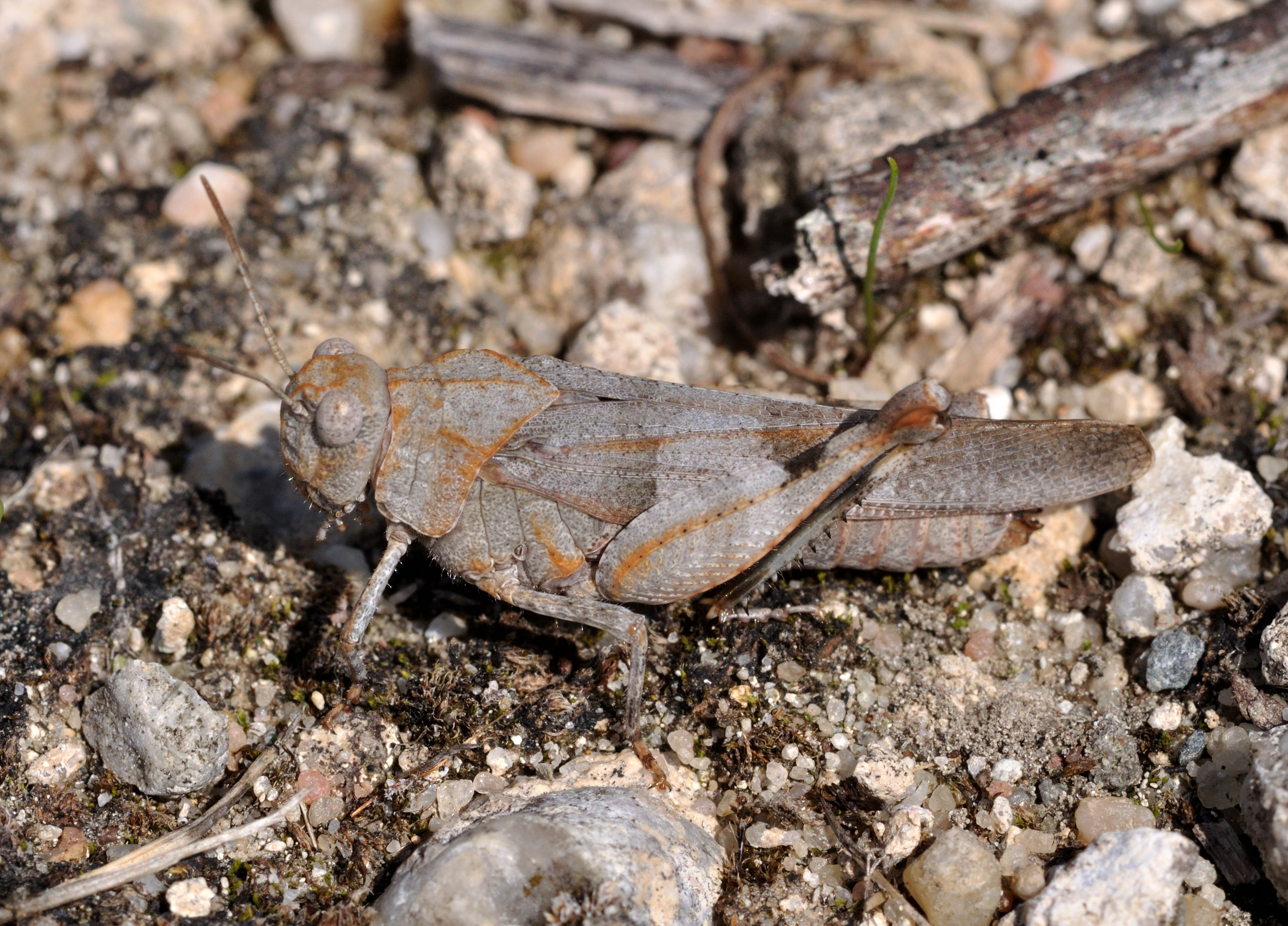 Oedipoda caerulescens qtl1