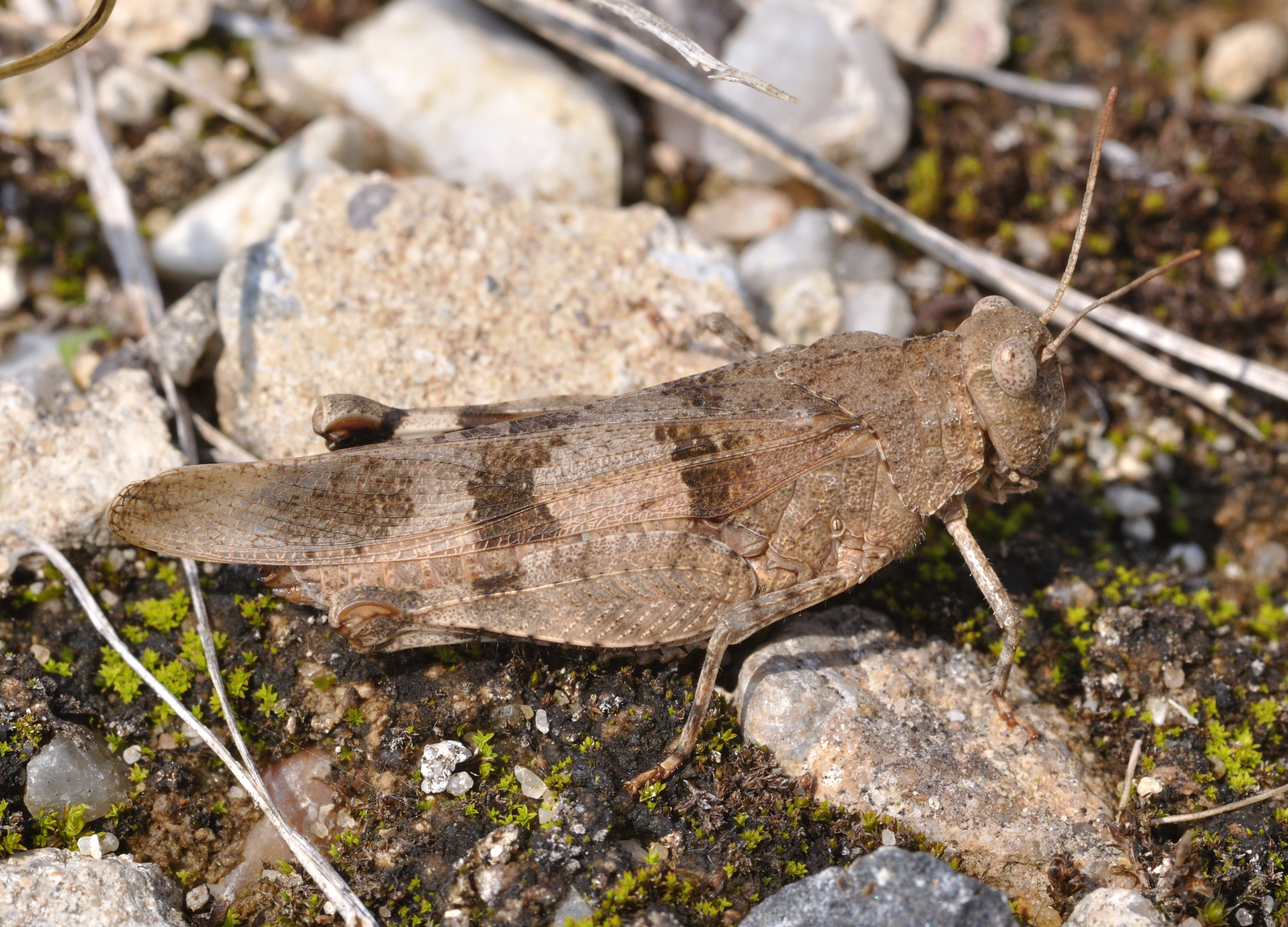 Oedipoda caerulescens qtl4